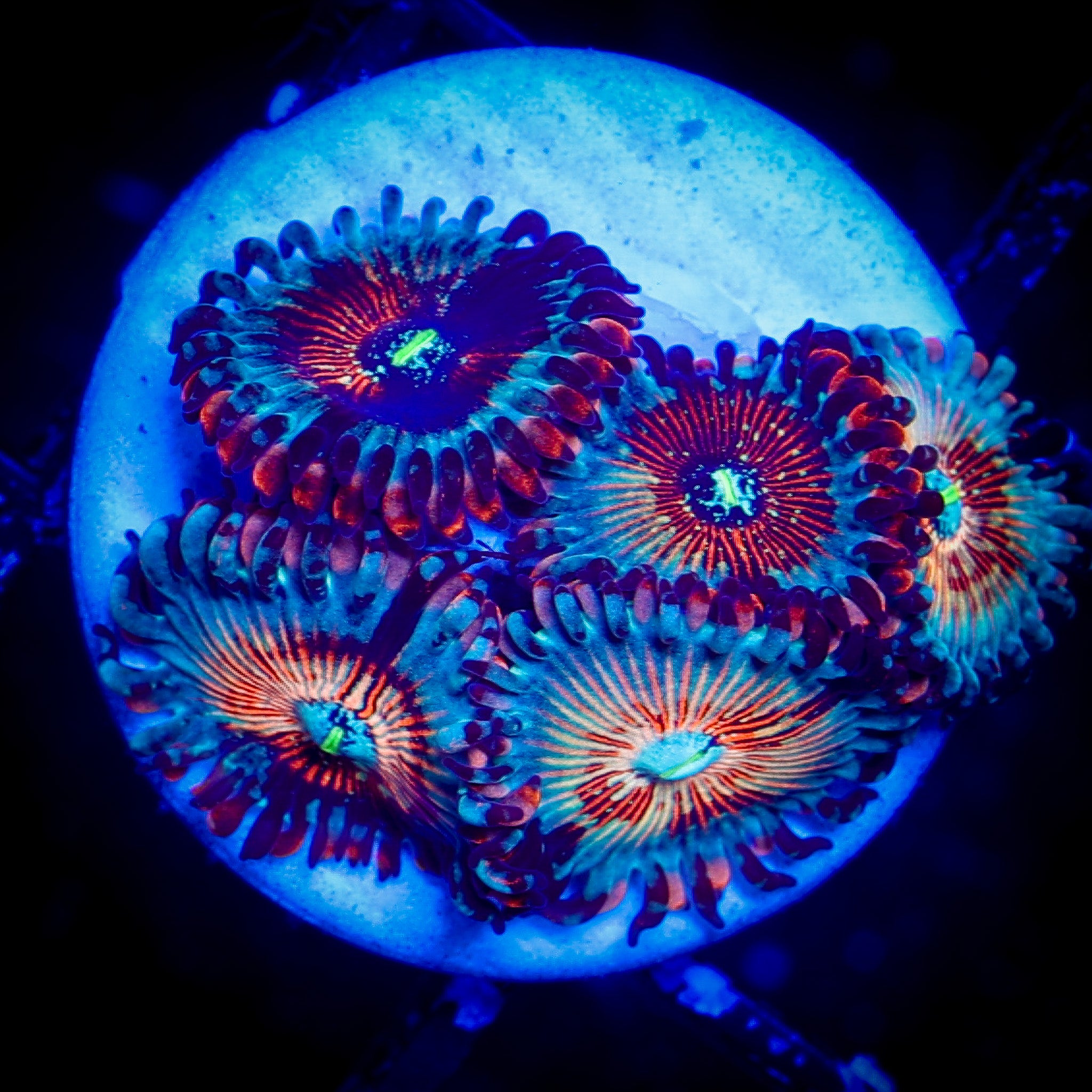 PINK ZOMBIE ZOA 1