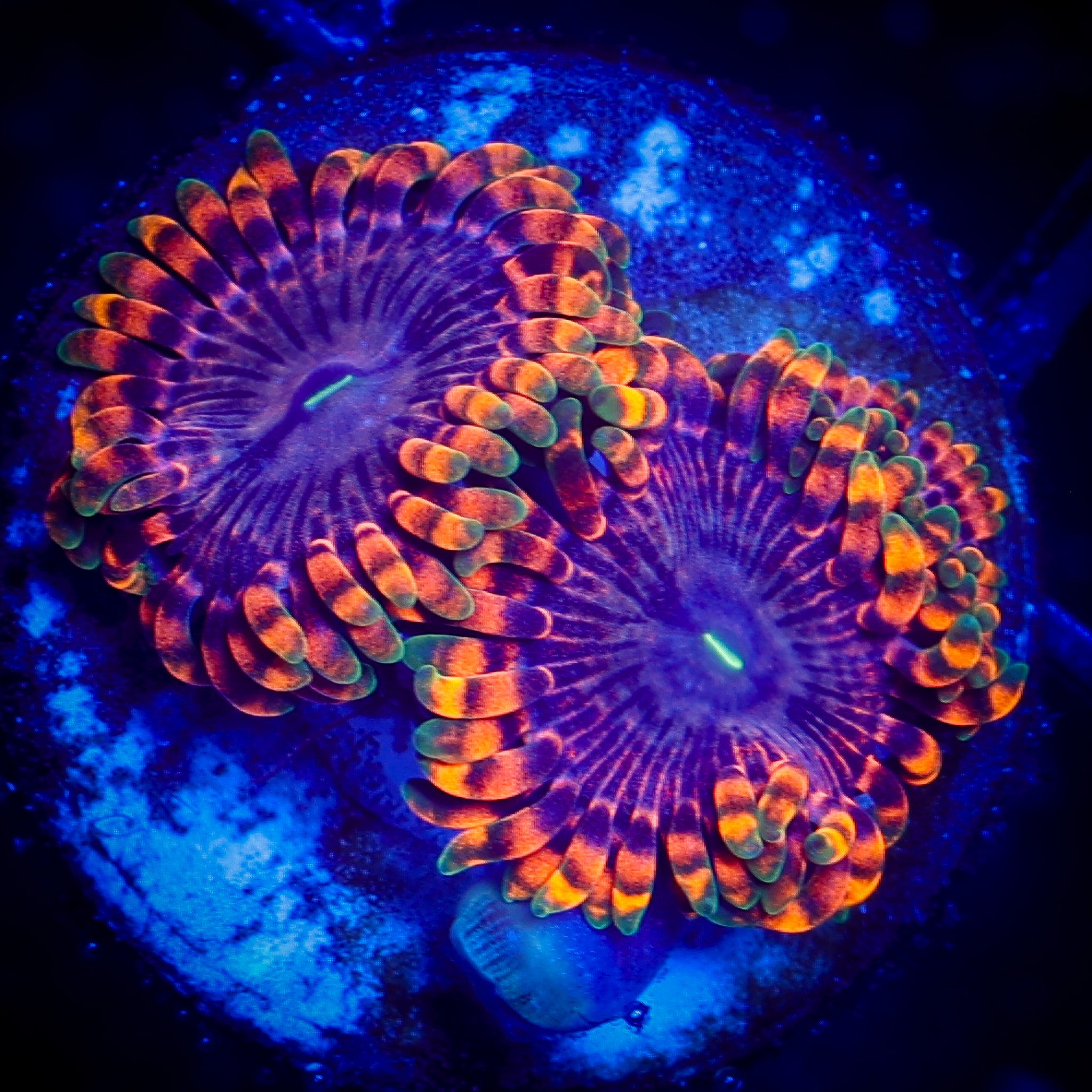 FAIRY FART ZOA 1