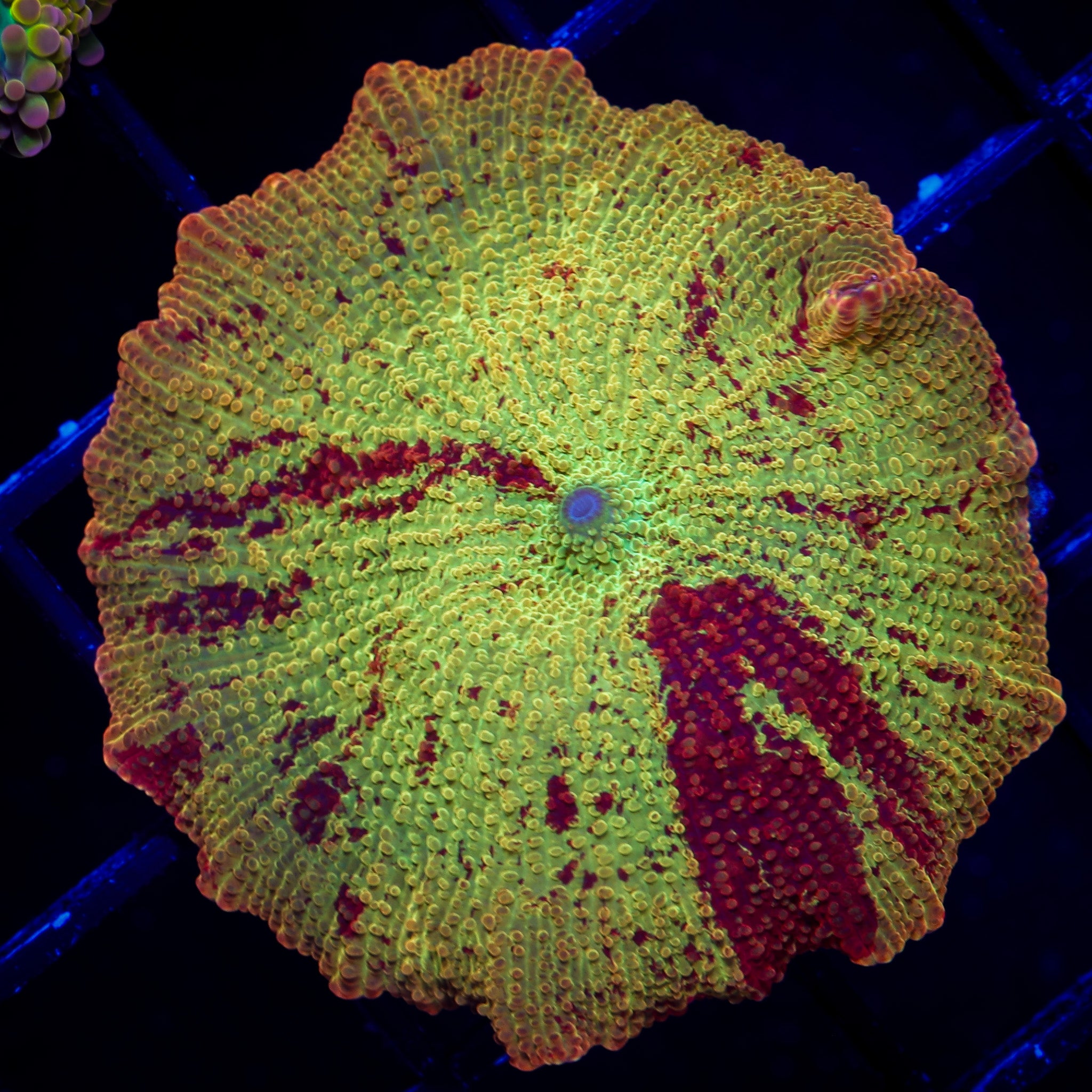 ELECTUS JAWBREAKER MUSHROOM 1