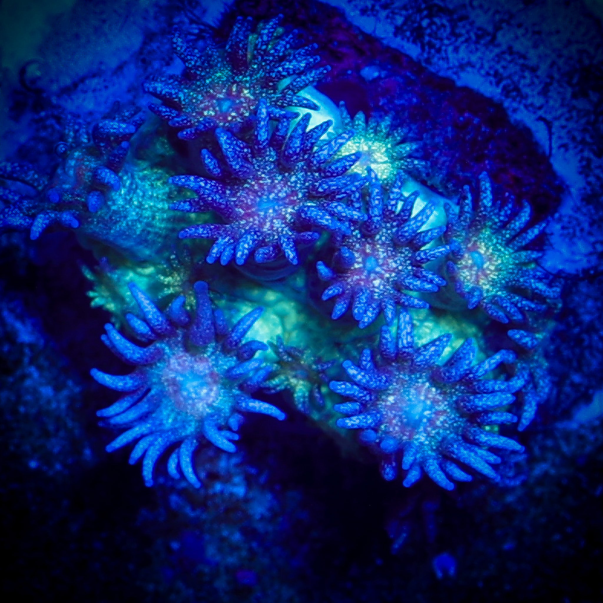 GLITTER BOMB GONIOPORA 1