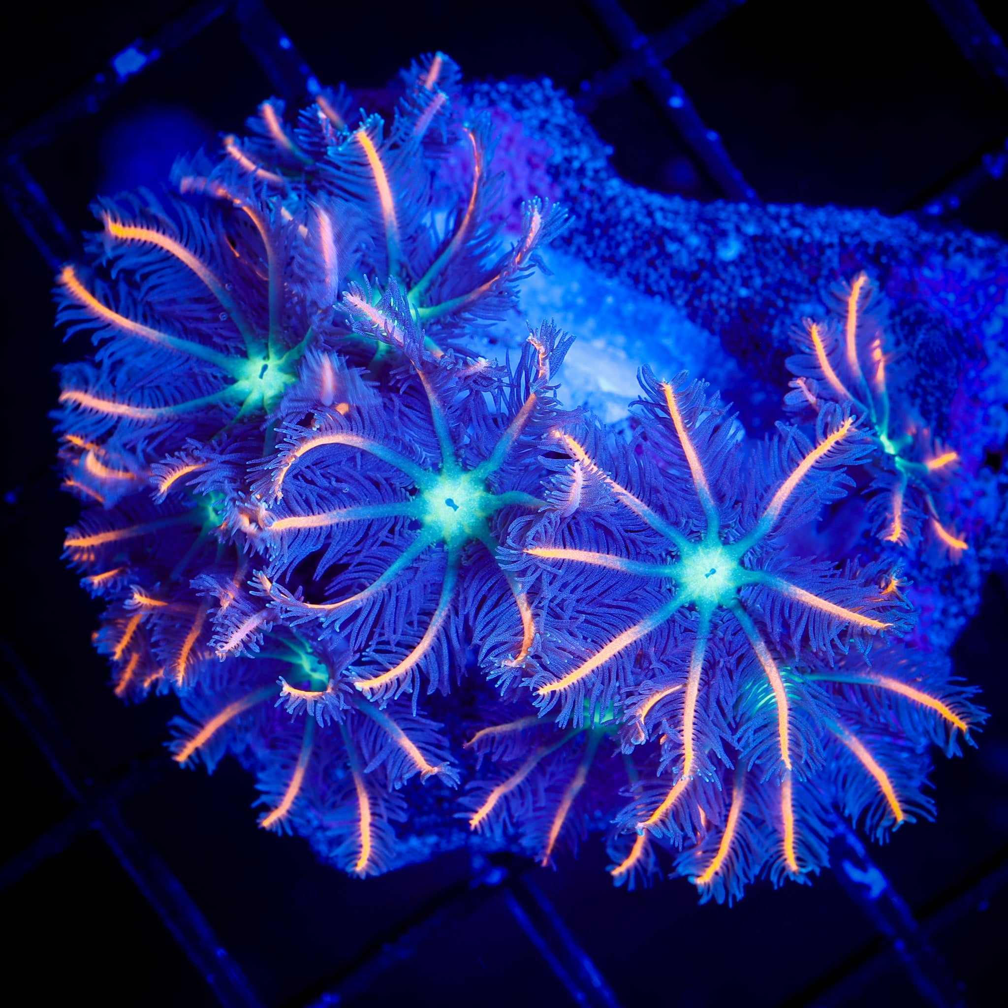 FIREWORKS CLOVE POLYPS 1