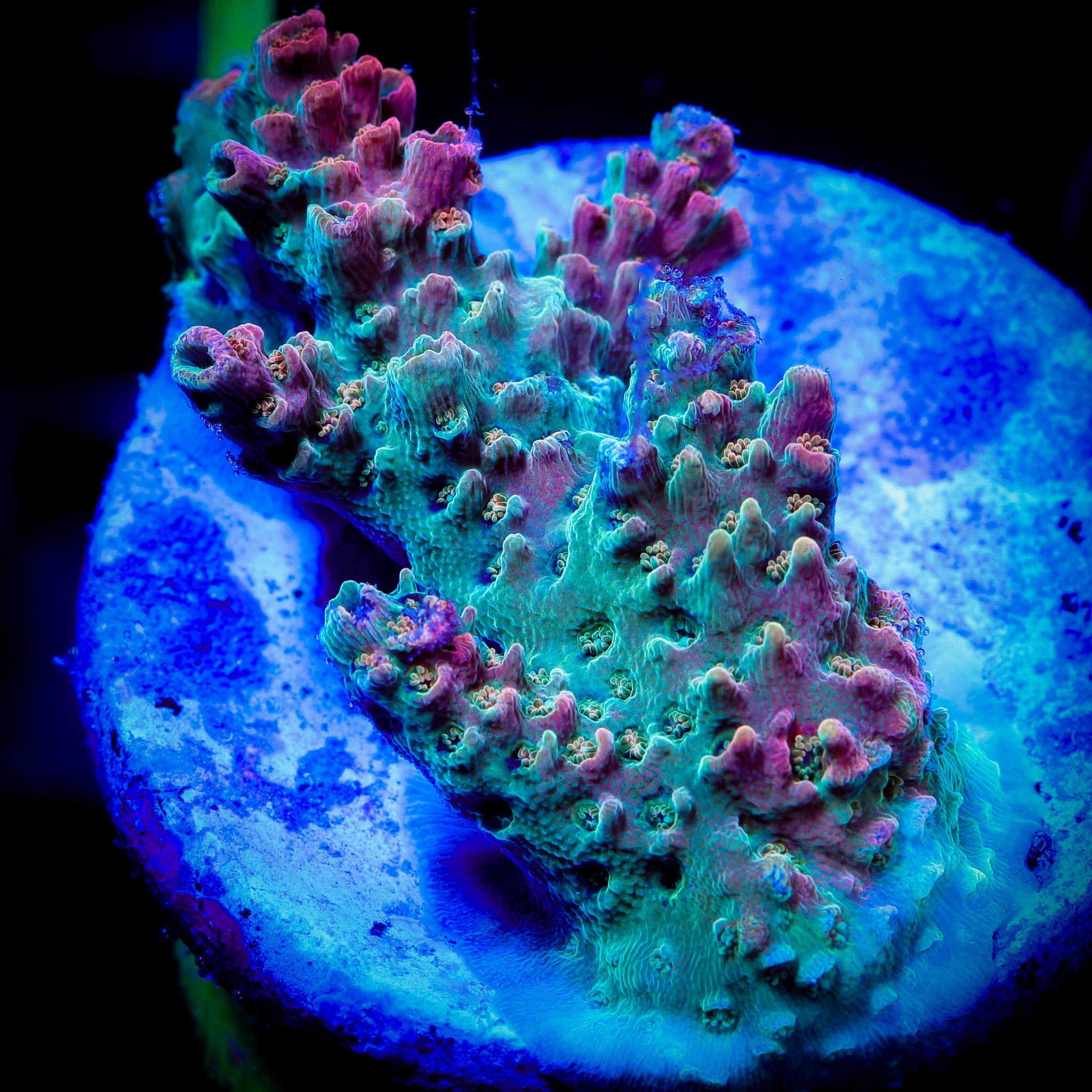 WWC HEARTBREAKER ACROPORA 1