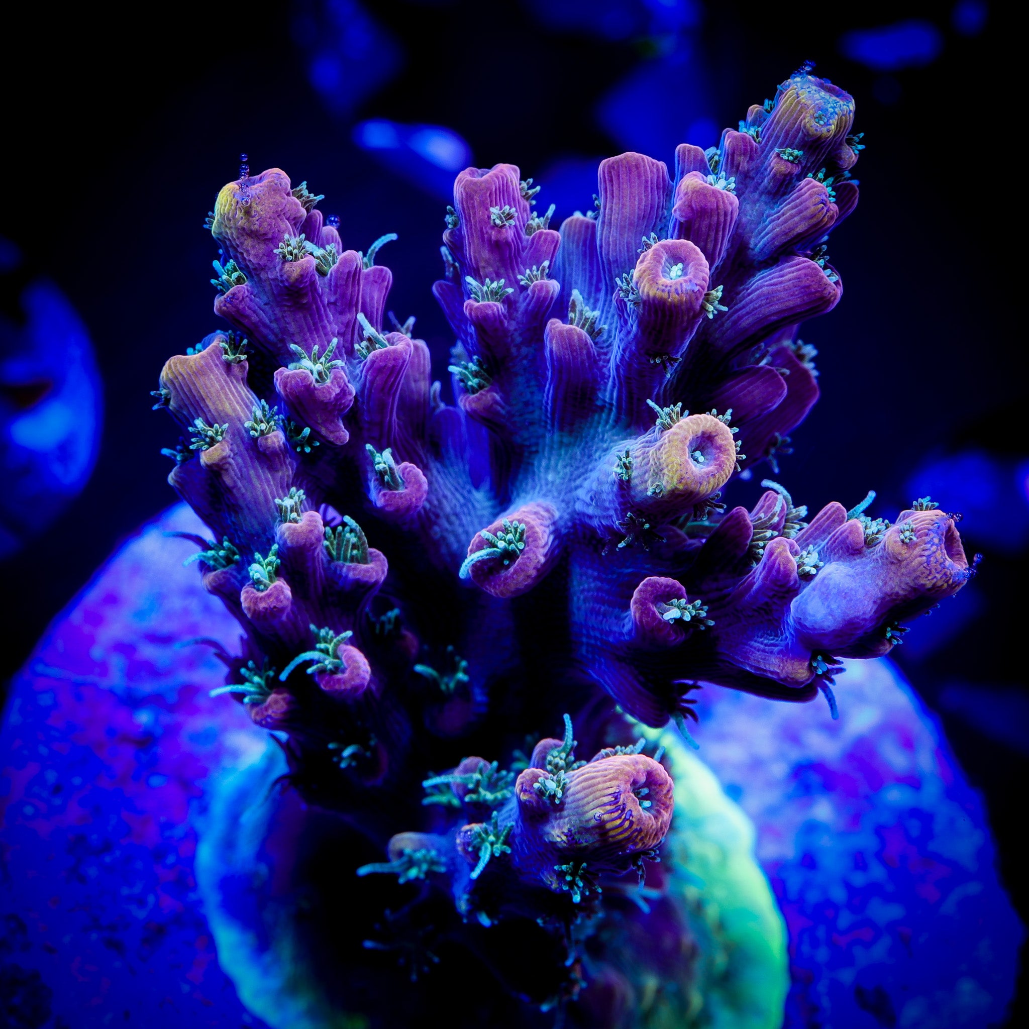 OPTIMUS PRIME ACROPORA 1
