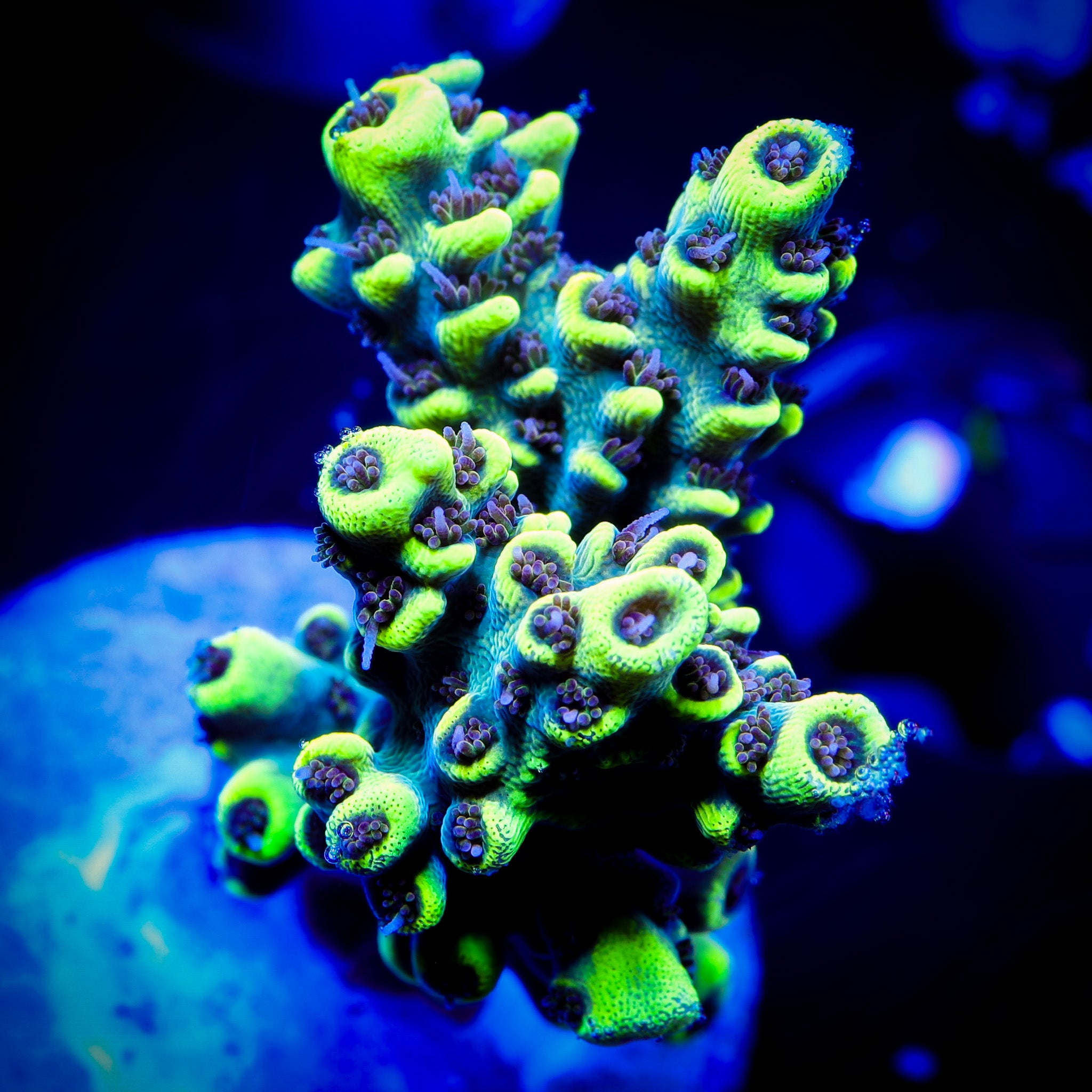 PIKACHU ACROPORA 1