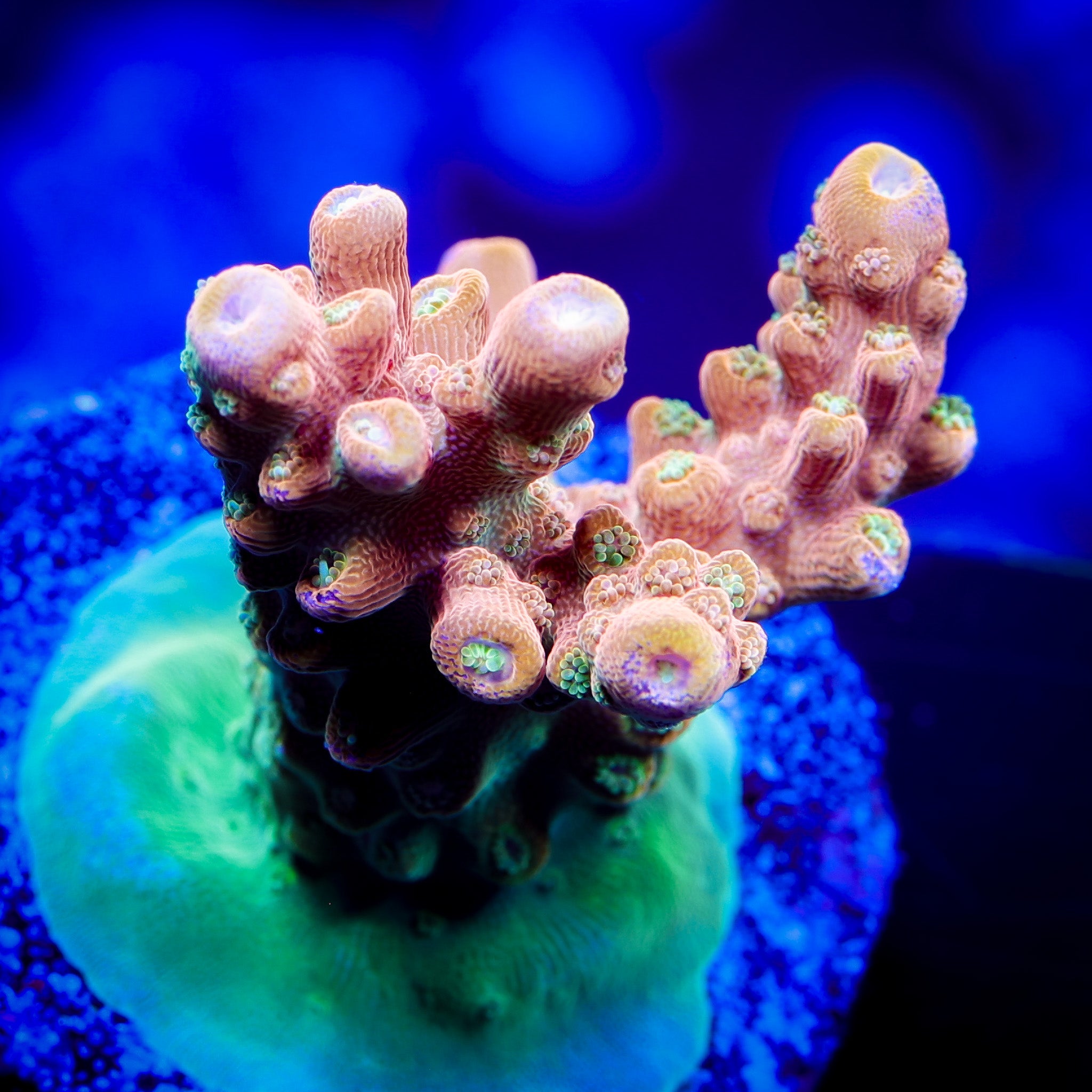 ORANGE CREAMSICKLE ACROPORA 1