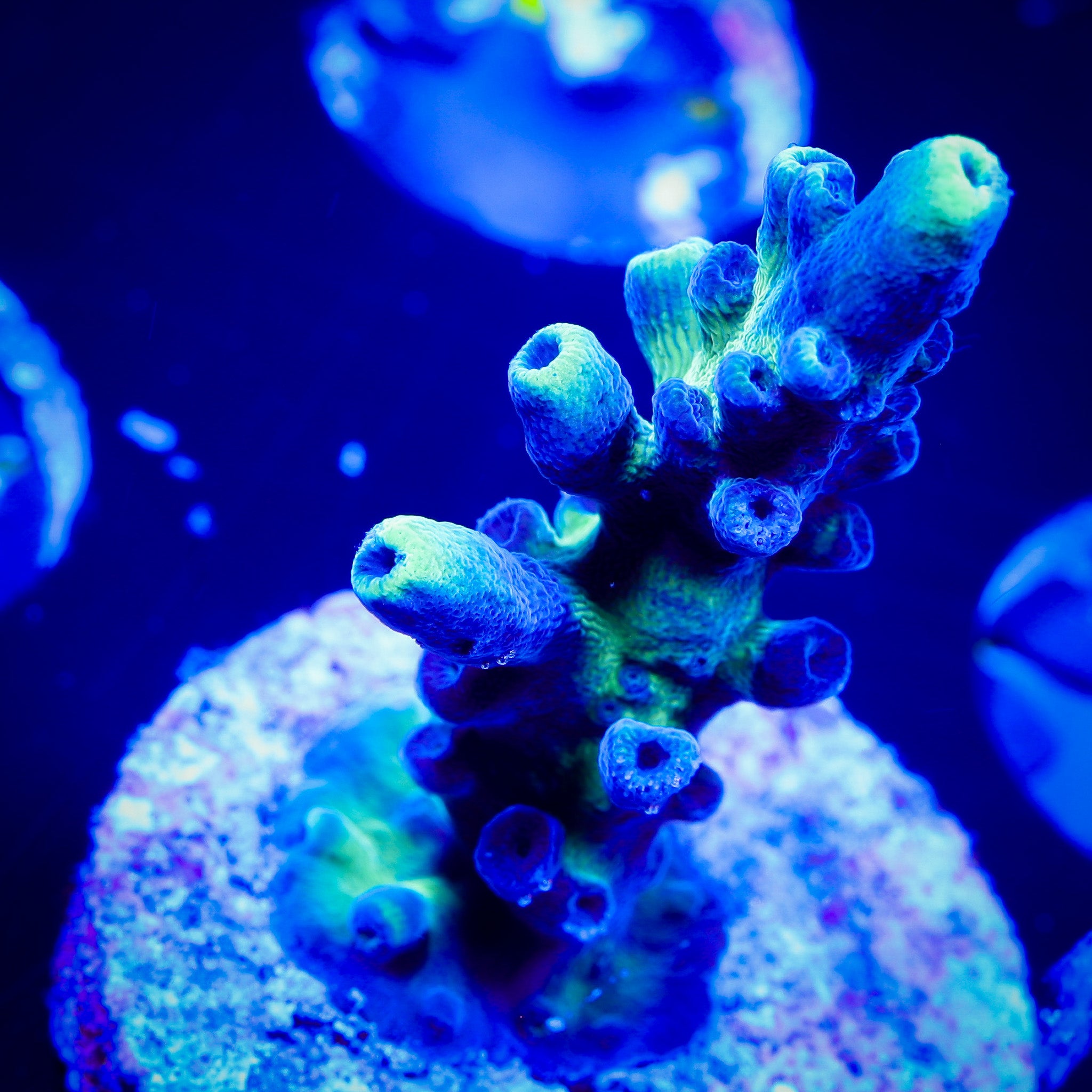 CALI TORT ACROPORA 1