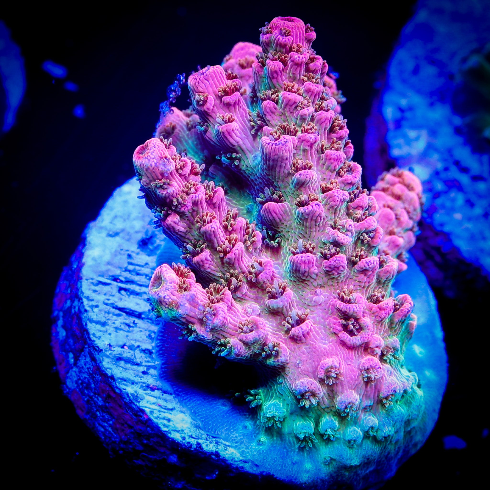WWC HEARTBREAKER ACROPORA 1