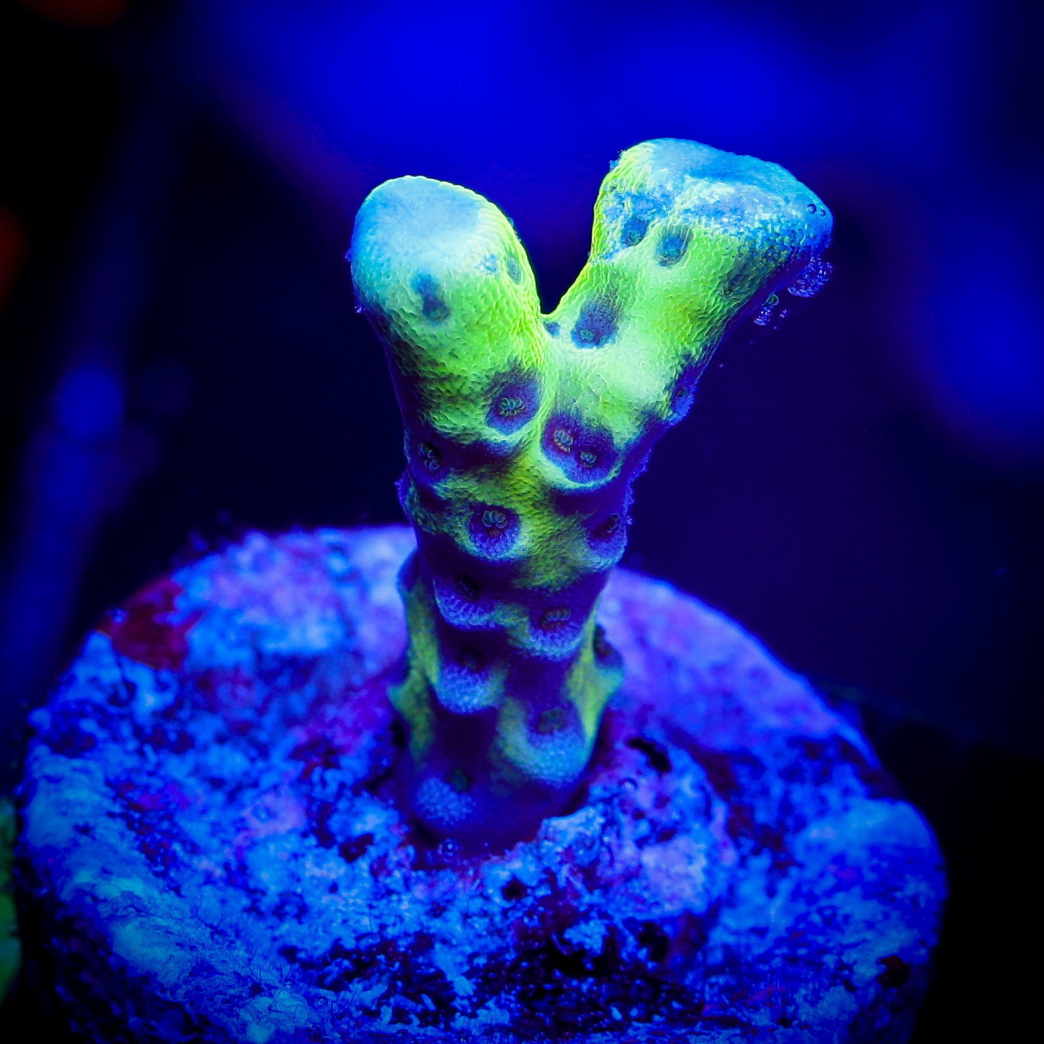 GOLDENROD ANACROPORA 1