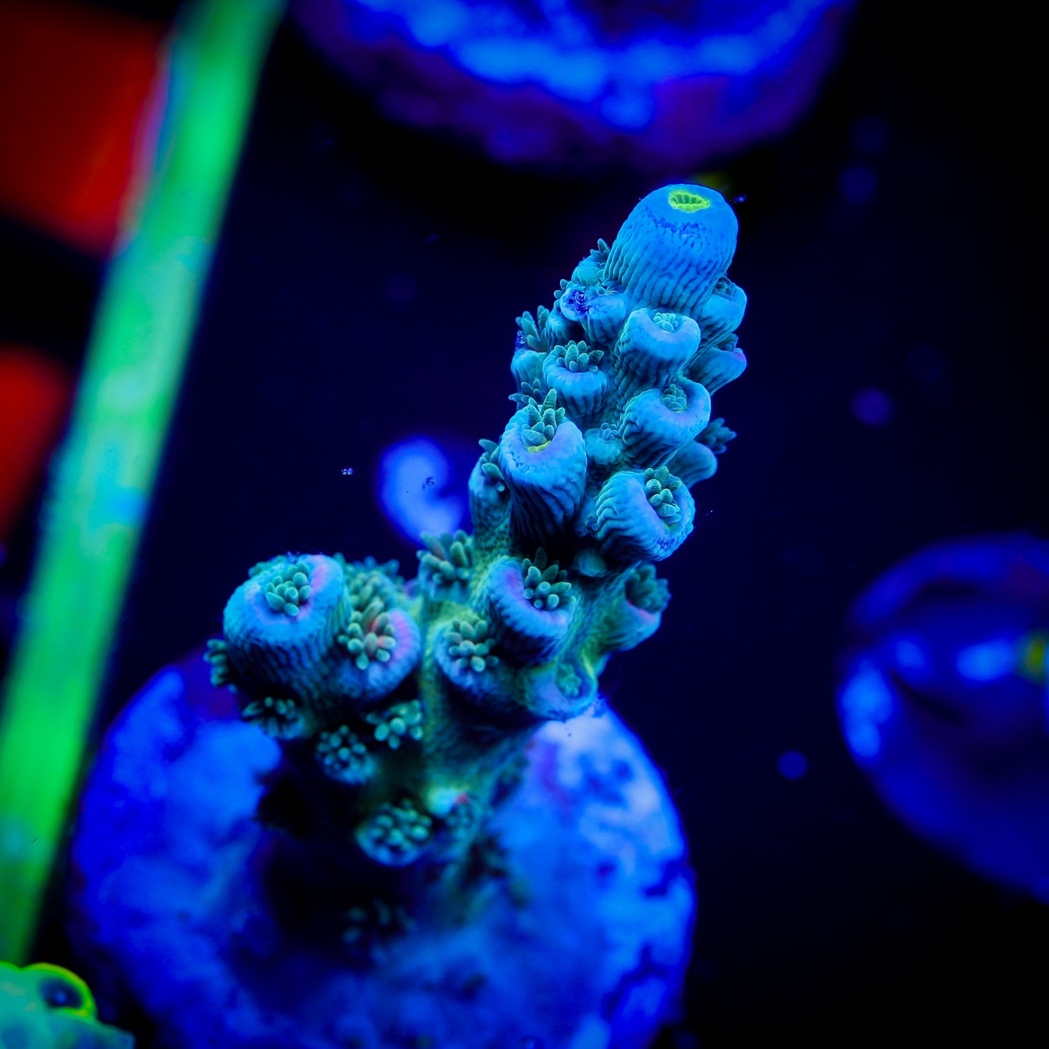 JF BLOWTORCH ACROPORA 1