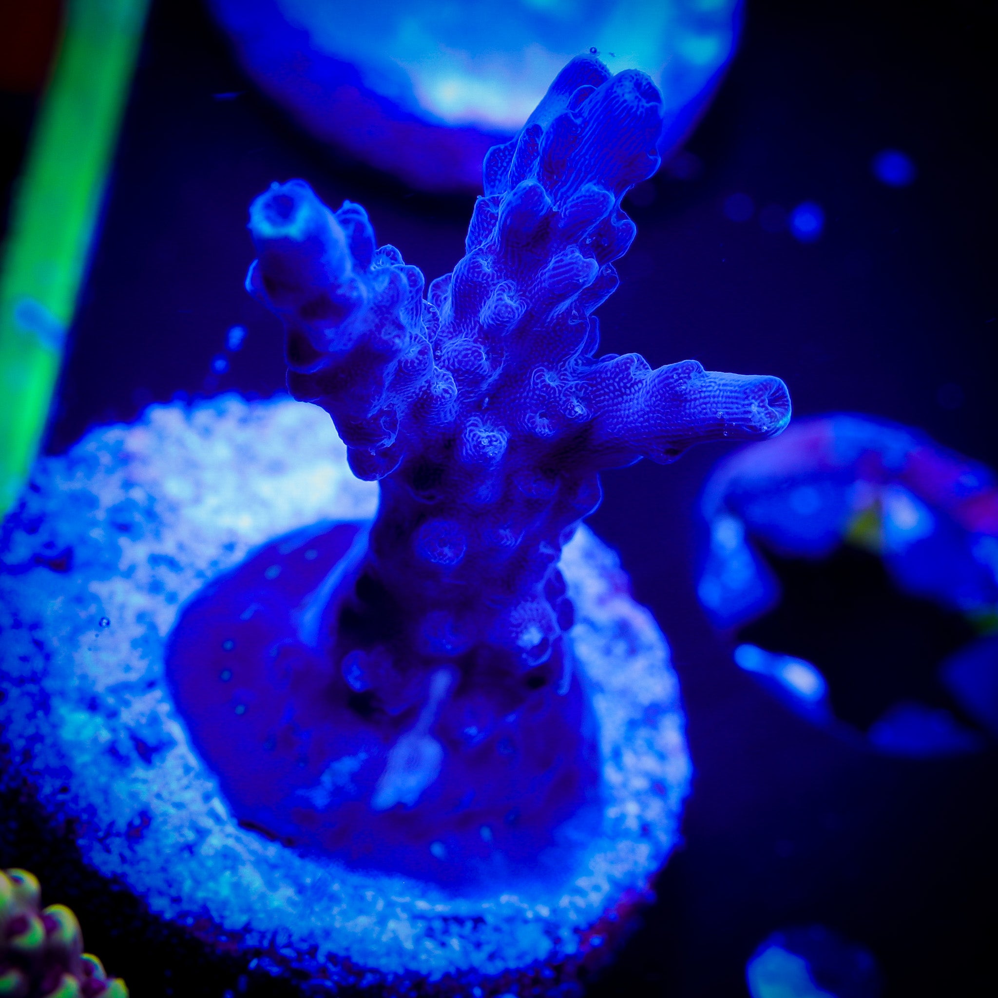 PROMETHEUS ACROPORA 1