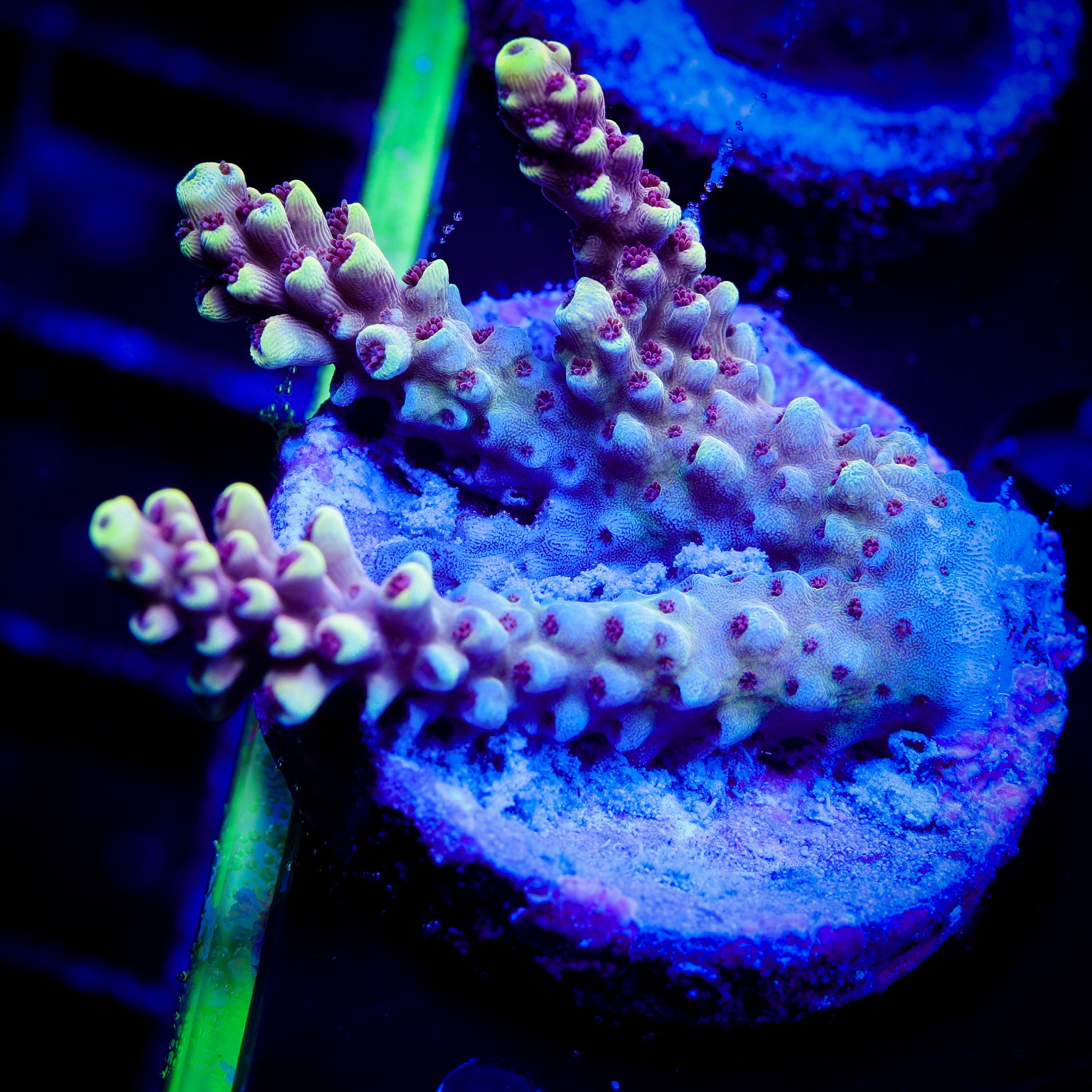 RED CADILLAC ACROPORA 1