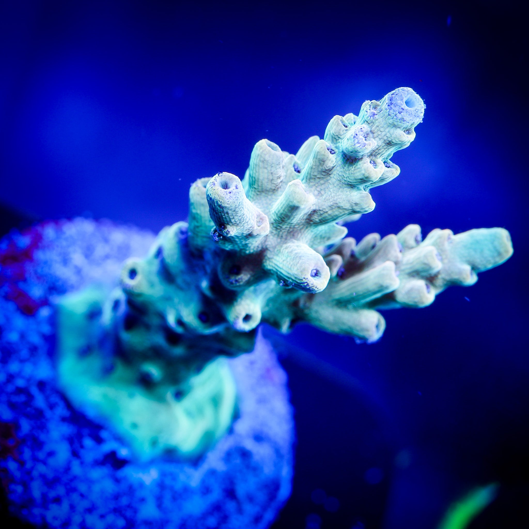 ORANGE CREAMSICKLE ACROPORA 1