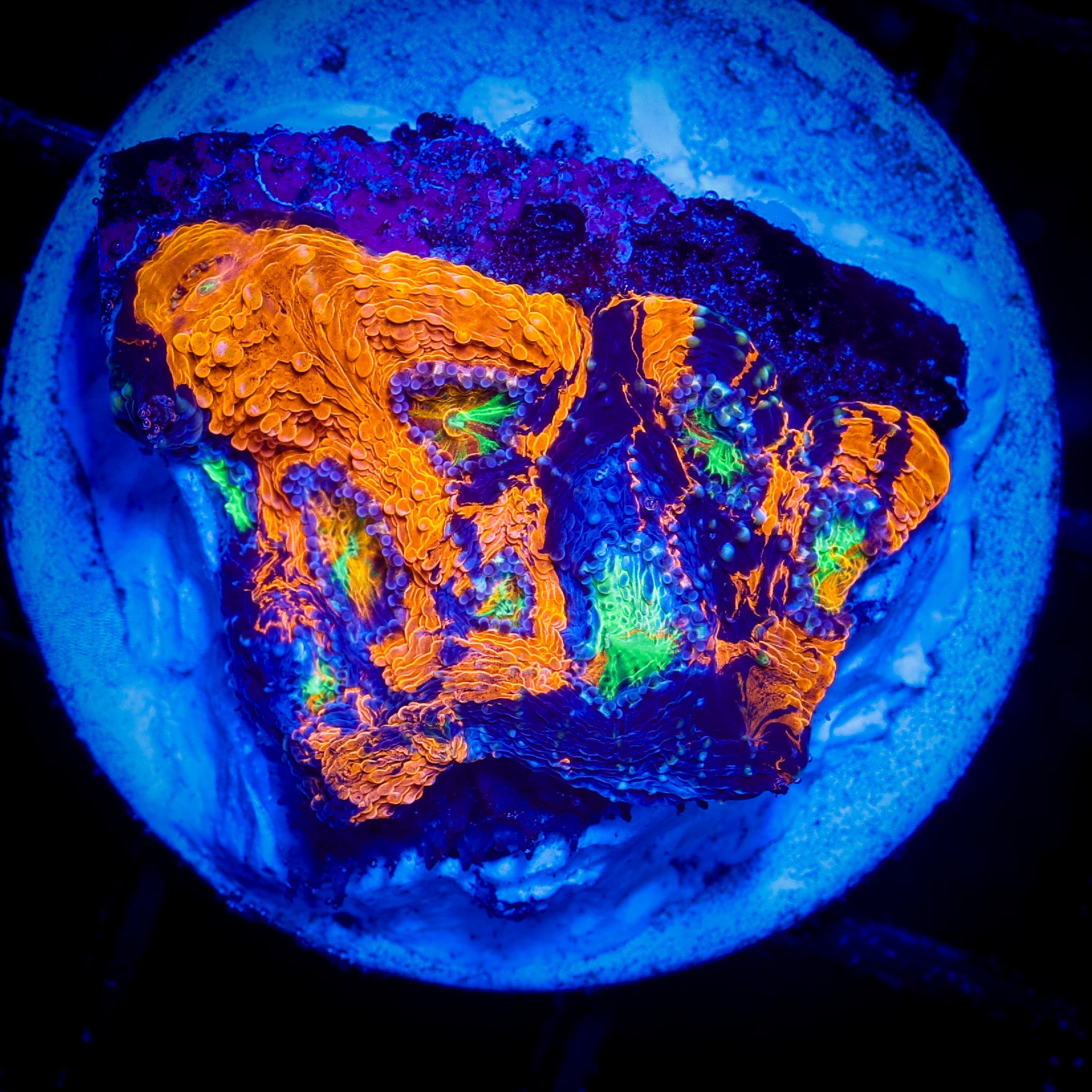 NEON TIGER ACAN ECHINATA 1