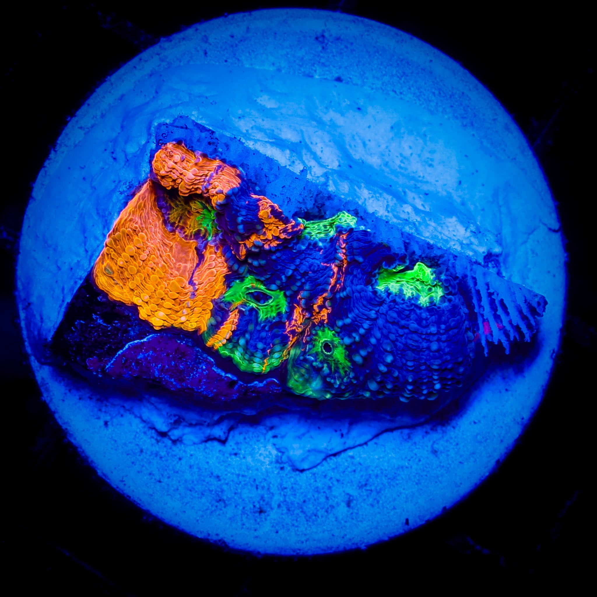 NEON TIGER ACAN ECHINATA 1