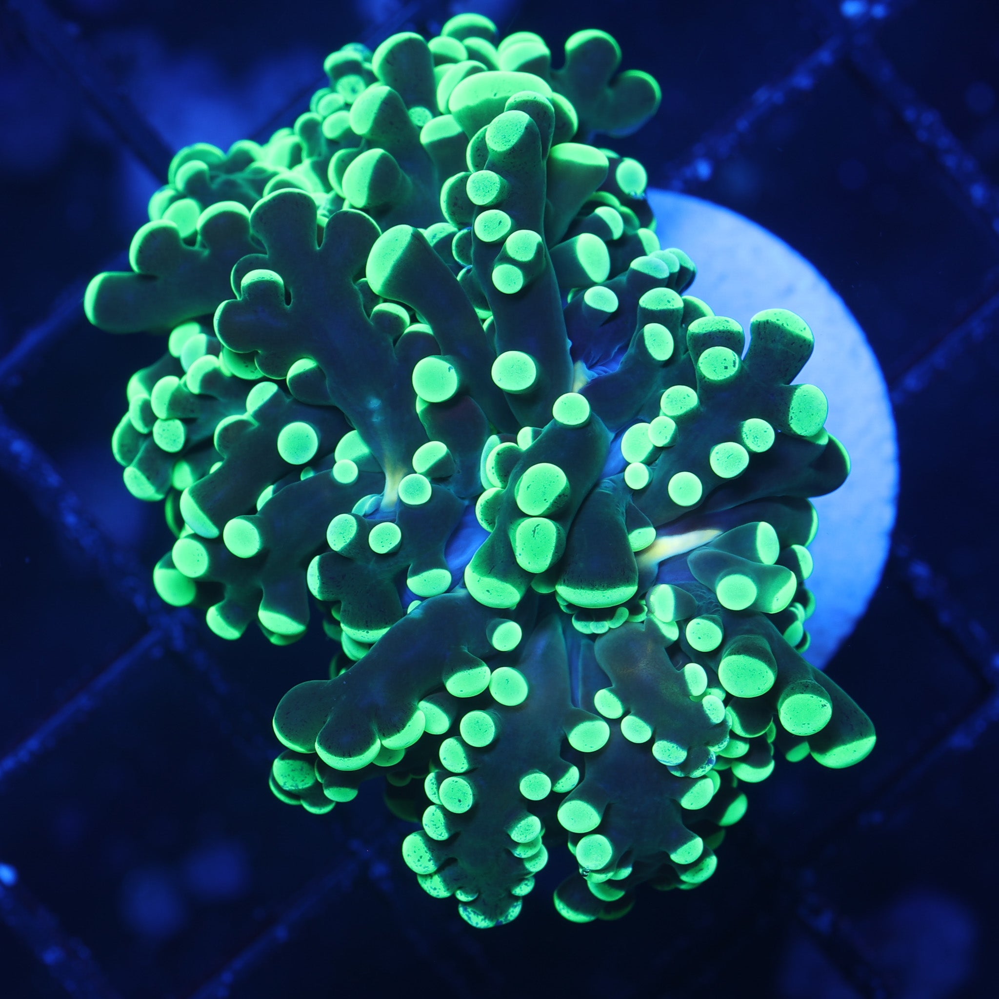 HIGHLIGHTER FROGSPAWN 1