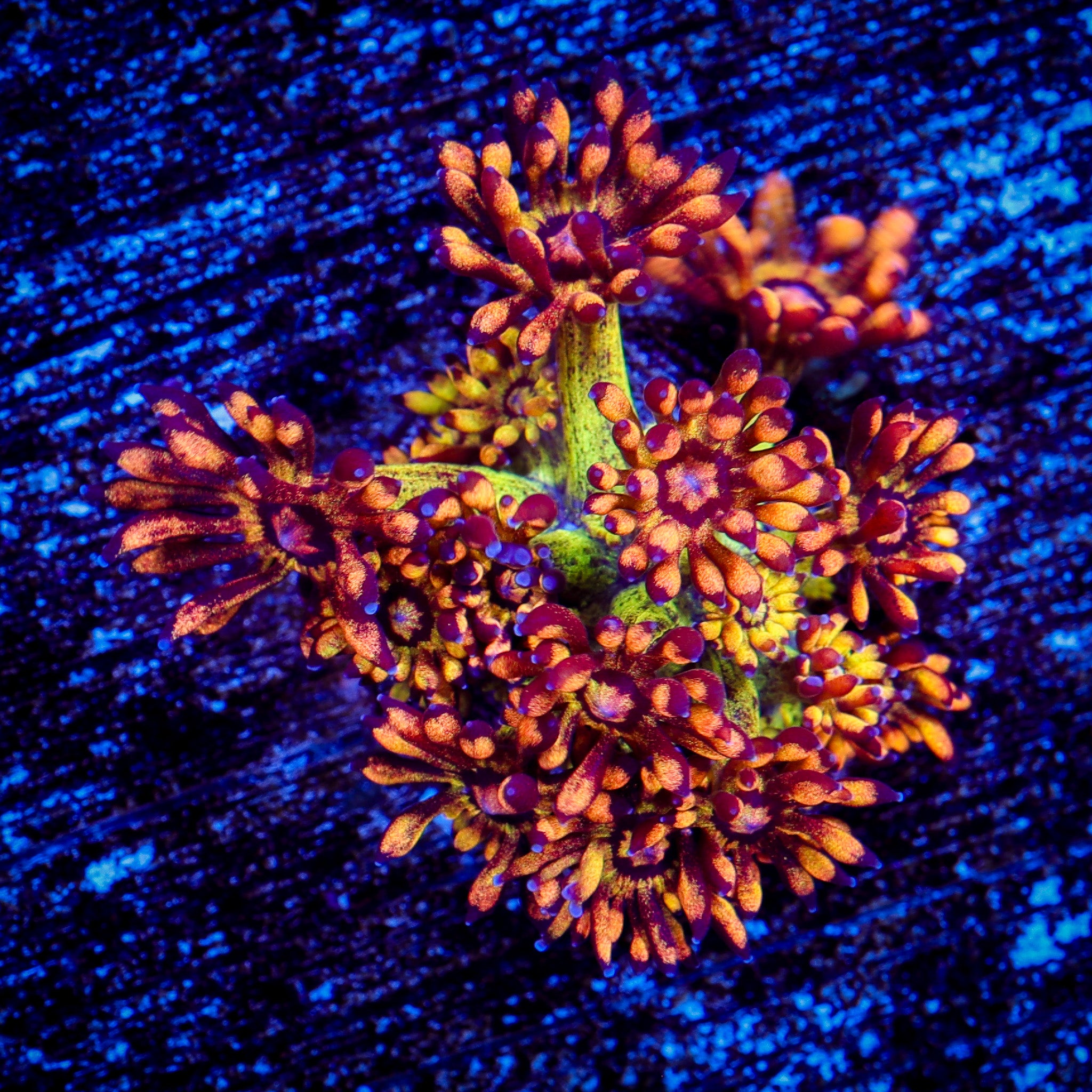 AMAZEBALLS GONIOPORA 1
