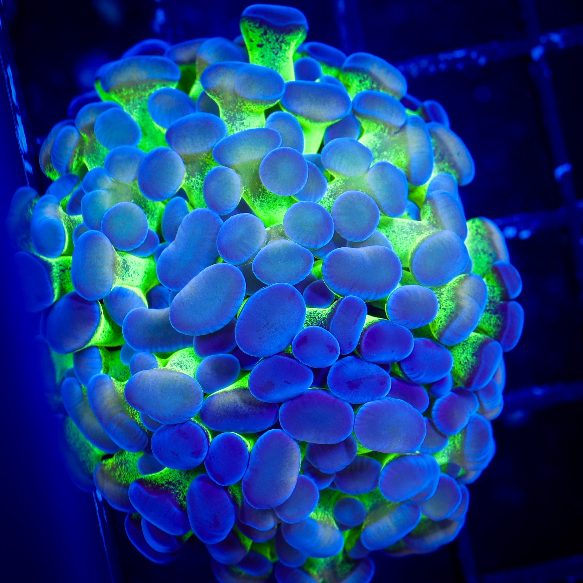 JELLY BEAN BRANCHING HAMMER 1