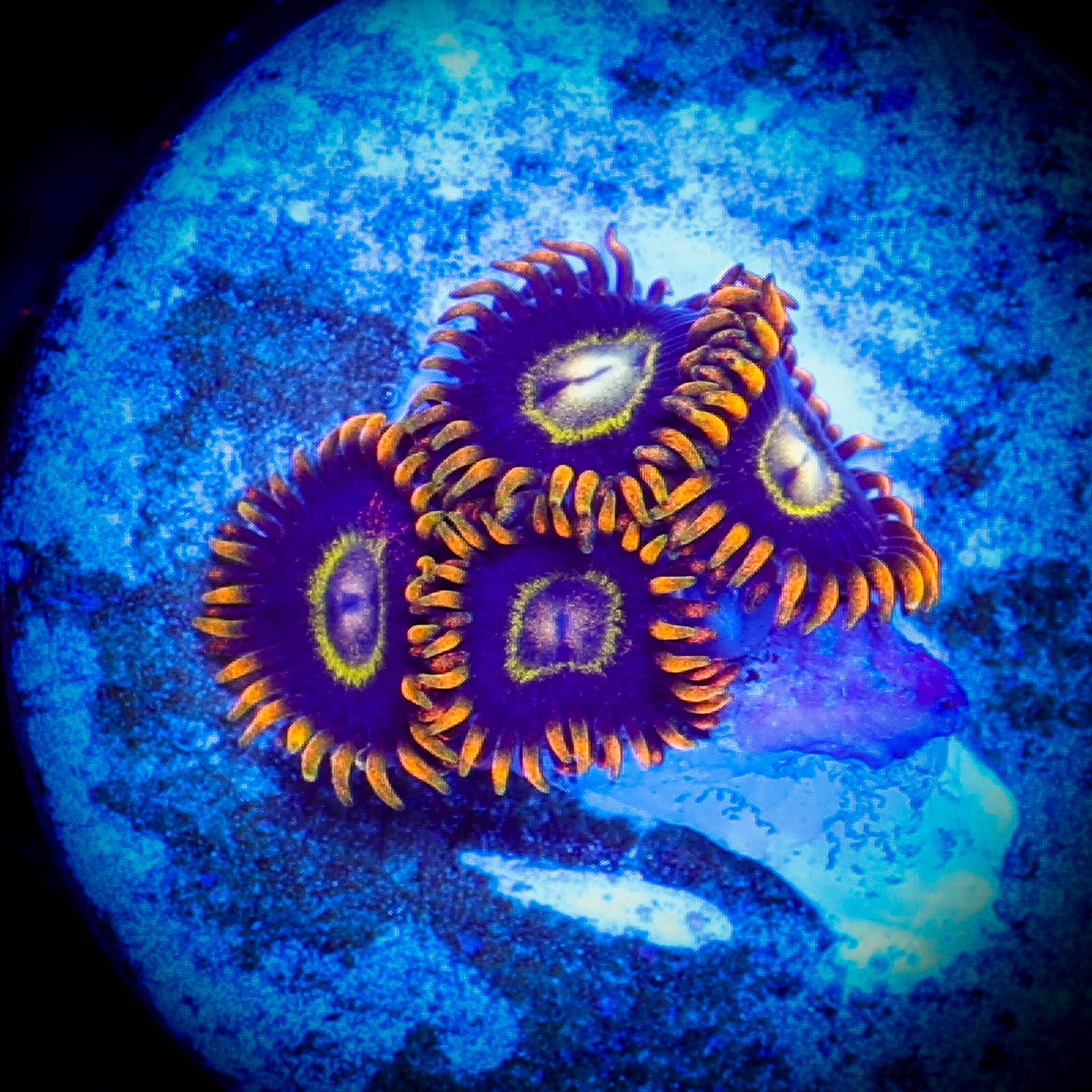 RAINBOW HORNET ZOA 1