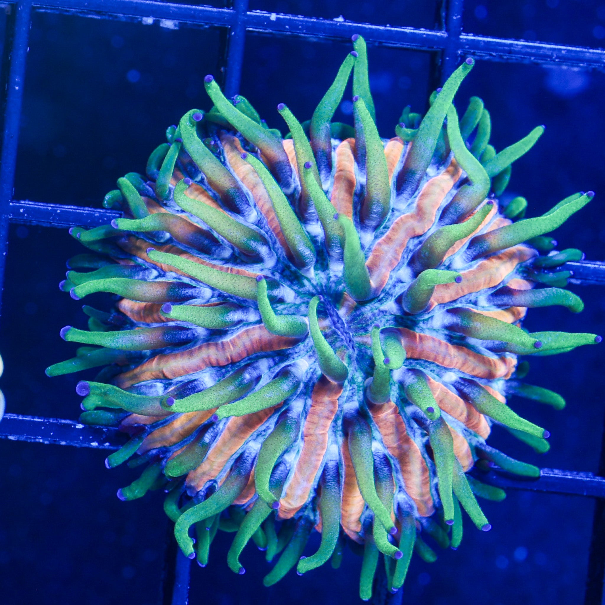 MIAMI FUNGIA