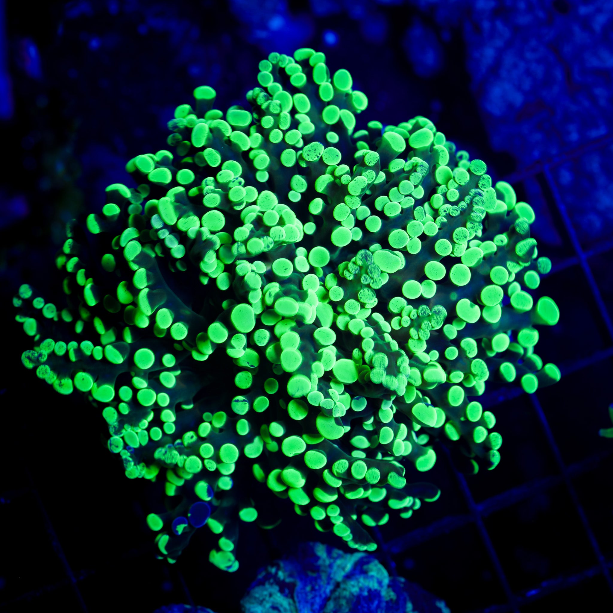 HIGHLIGHTER FROGSPAWN