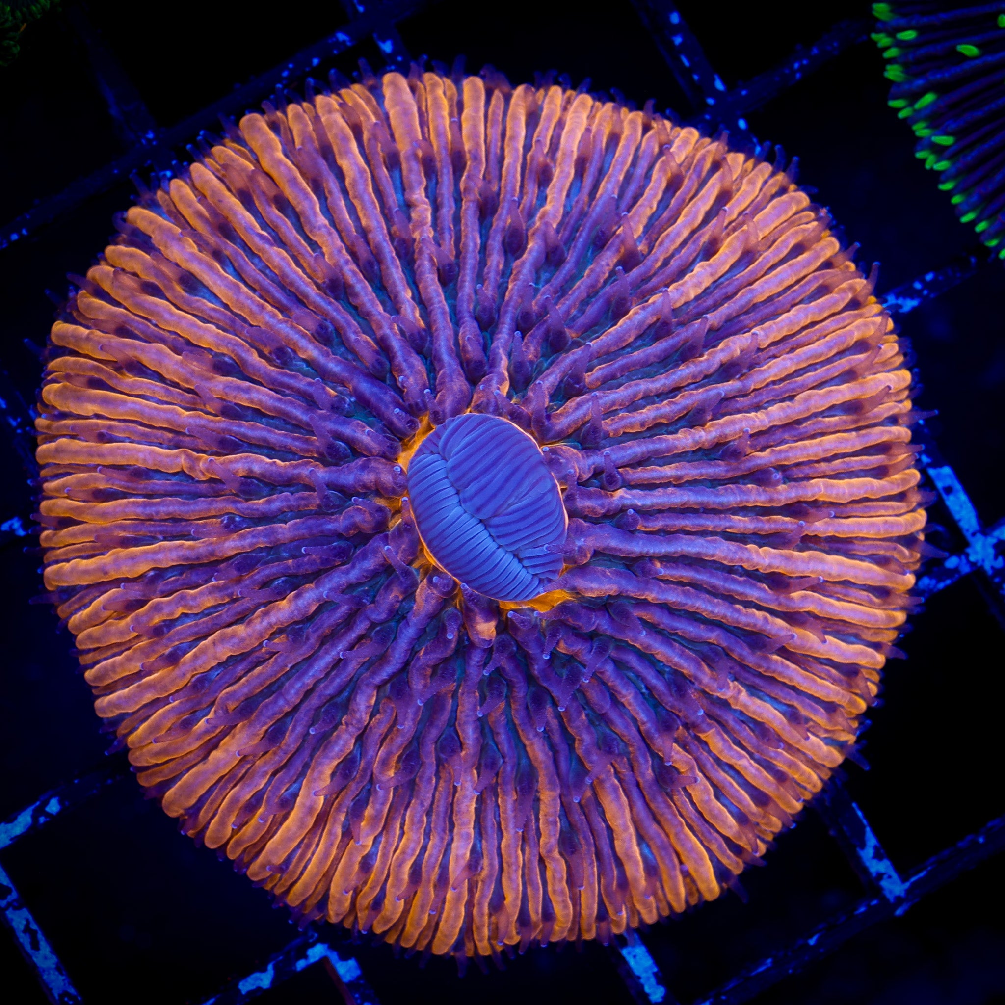 ORANGE FUNGIA