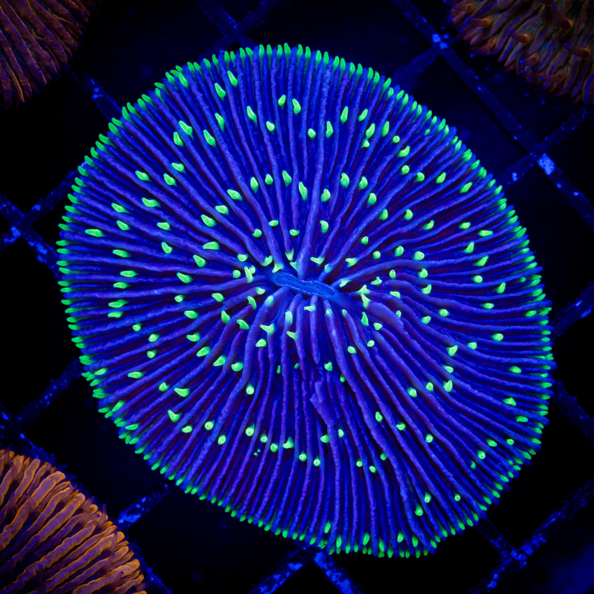 ULTRA FUNGIA