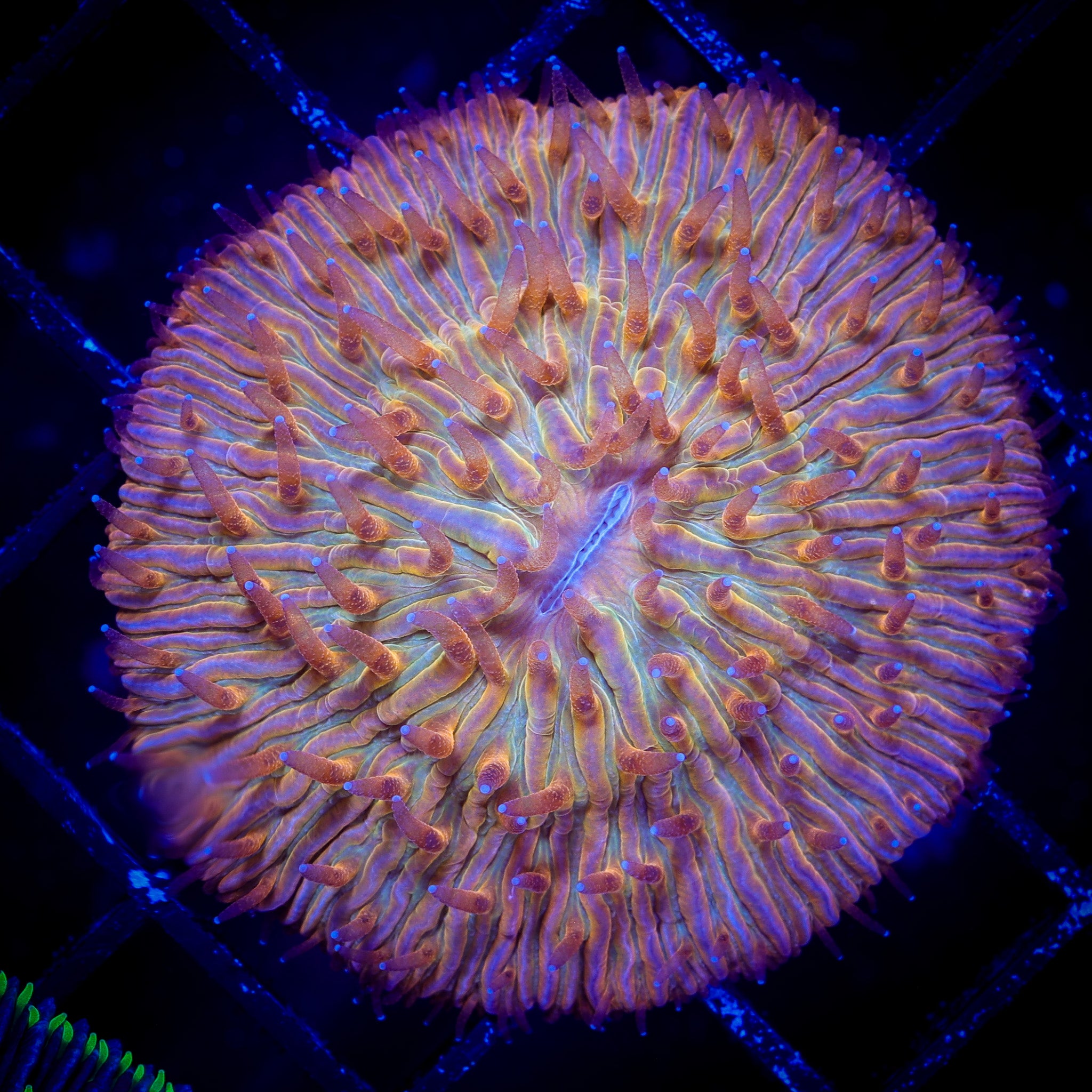 RAINBOW FUNGIA