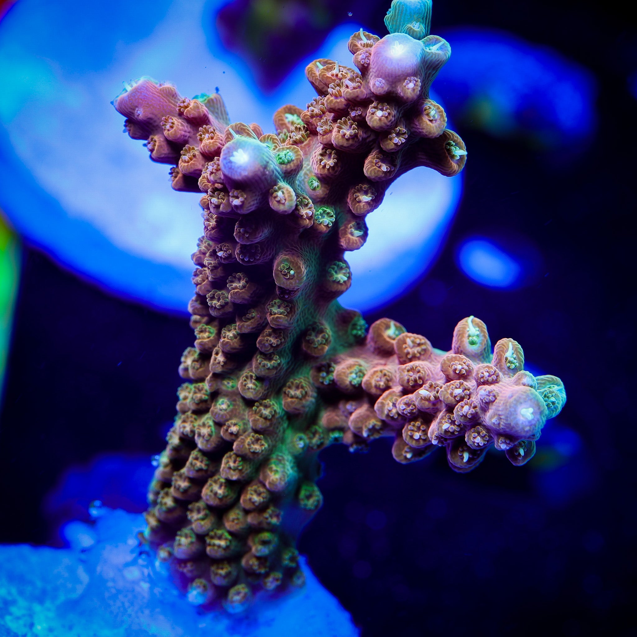珊瑚のディッシュ SPS CORAL