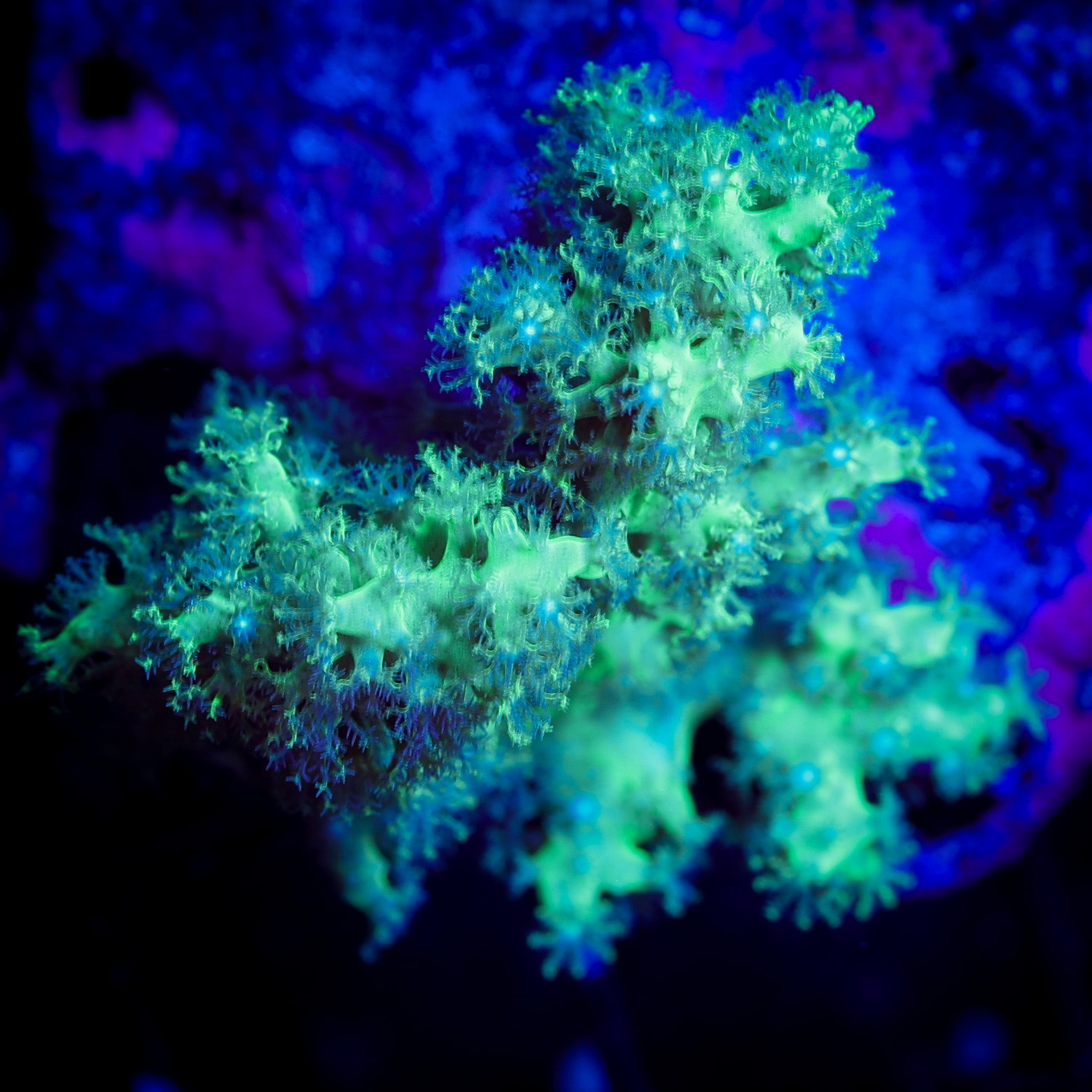 NEON GREEN NEPHTHEA LEATHER 1