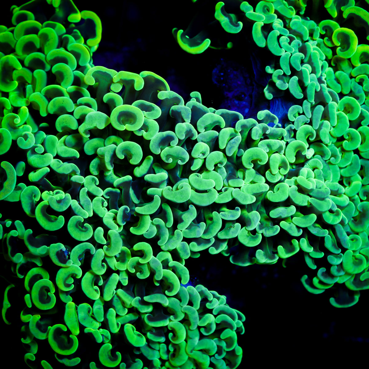 NEON WALL HAMMER LG 1