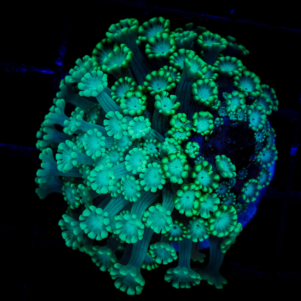 NEON GREEN ALVEOPORA 1