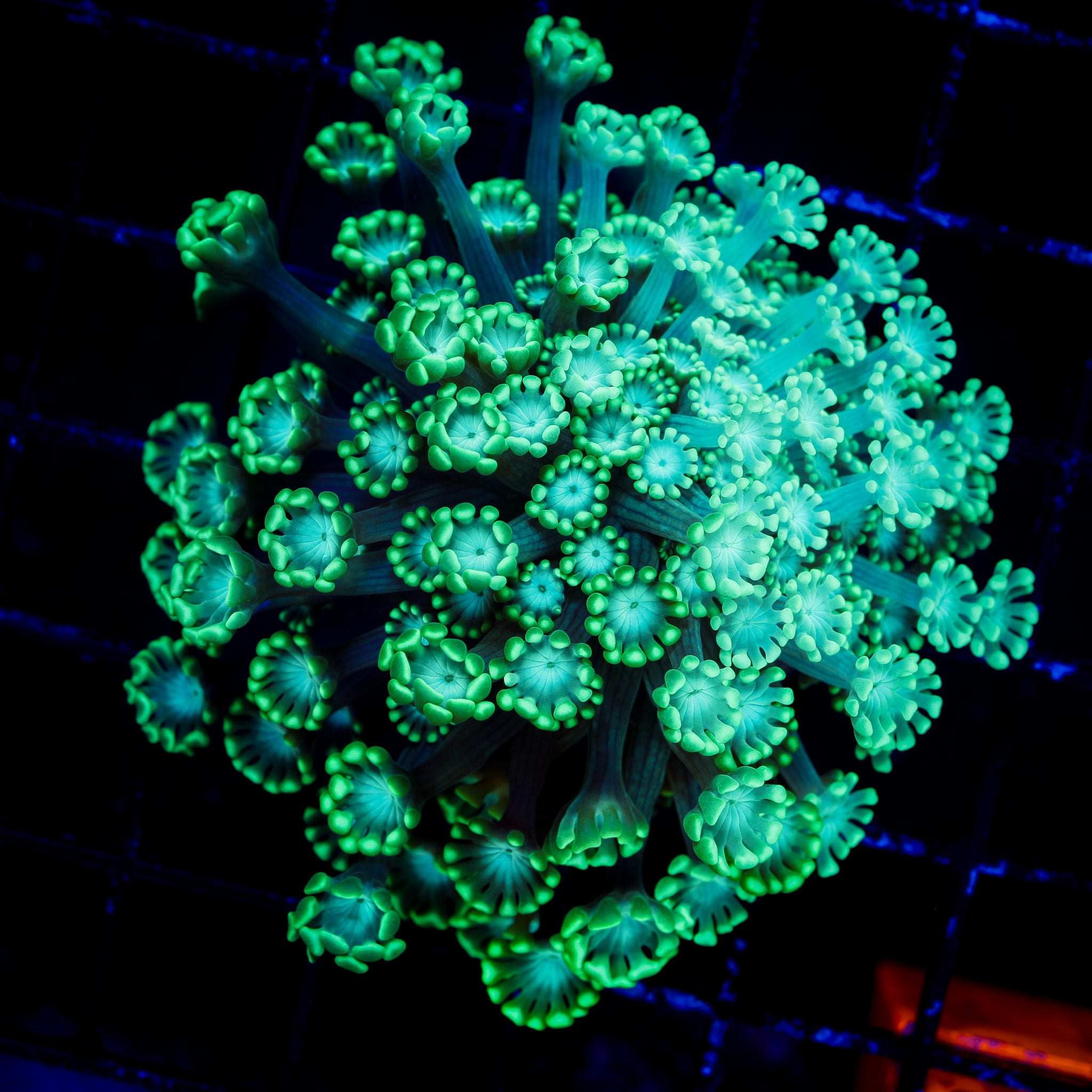 NEON GREEN ALVEOPORA MINI COLONY 1