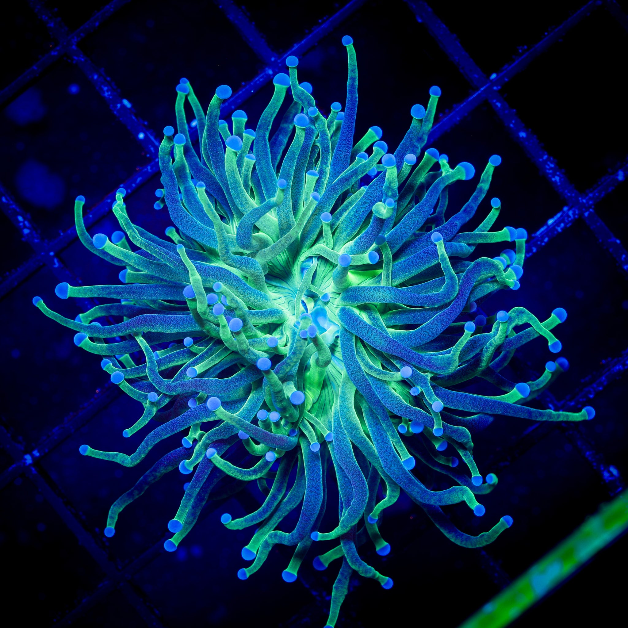 ULTRA TORCH GREENMOUTH 1
