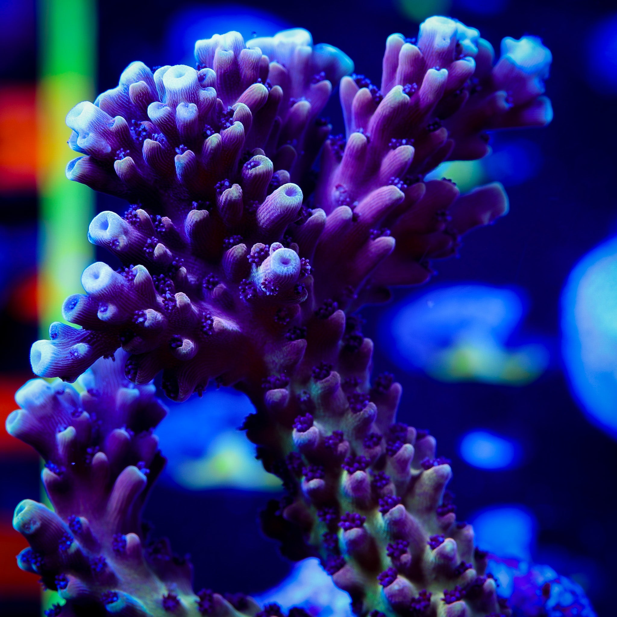 PINK CADILLAC ACROPORA LG 1