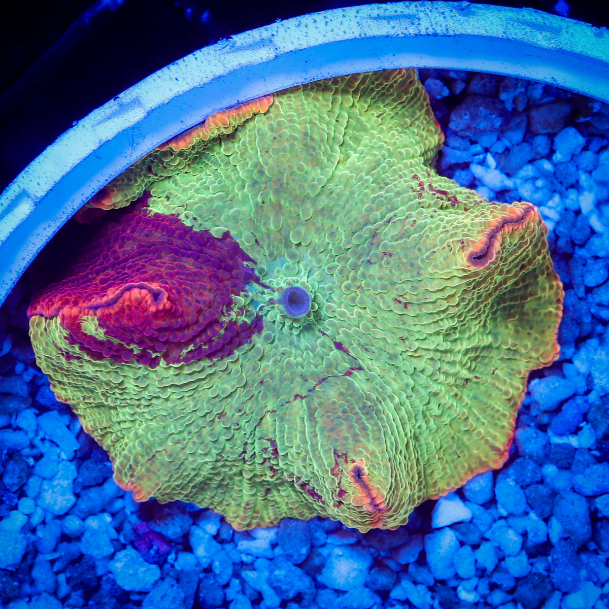 ELECTUS JAWBREAKER MUSHROOM 1