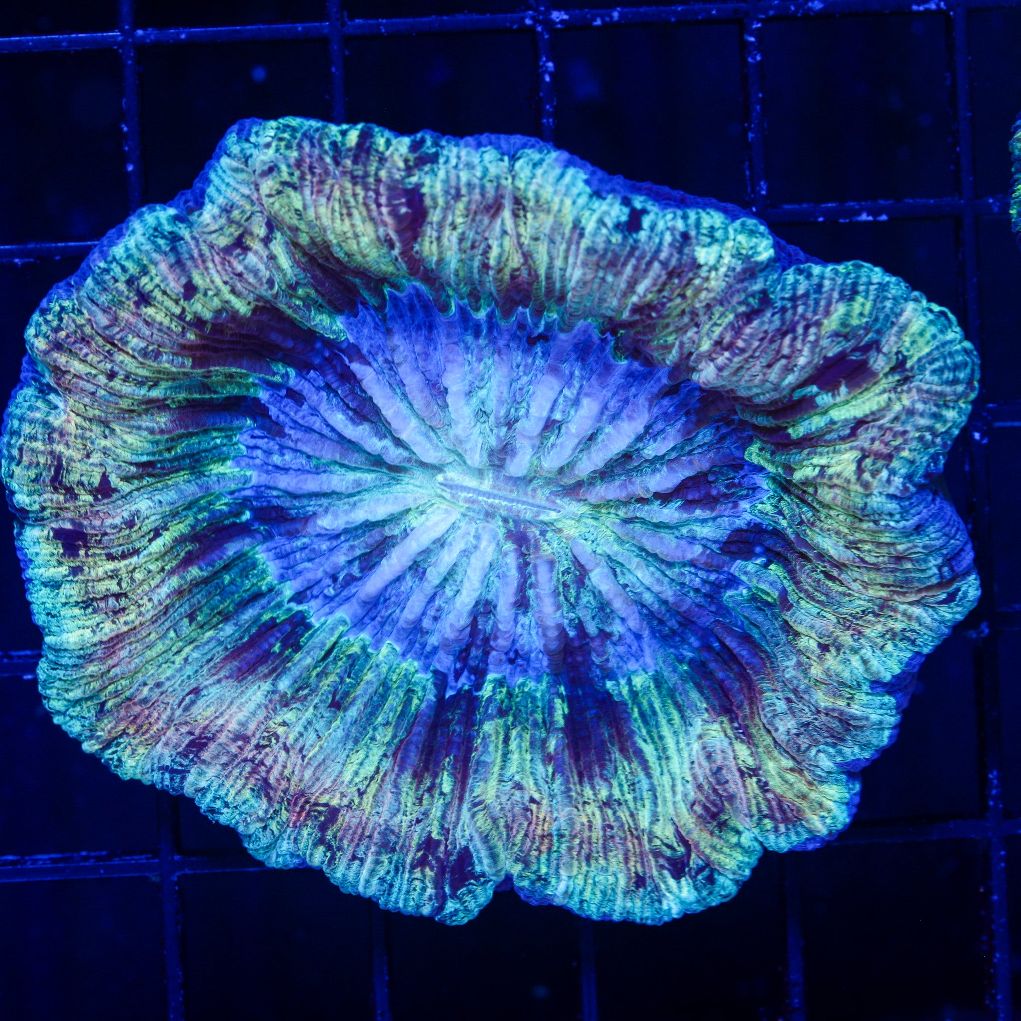 RAINBOW TRANSFUSION TRACHY 1