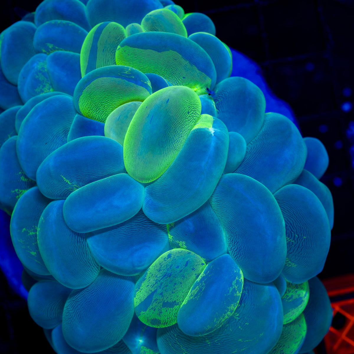 TOXIC SPLATTER BUBBLE CORAL 1