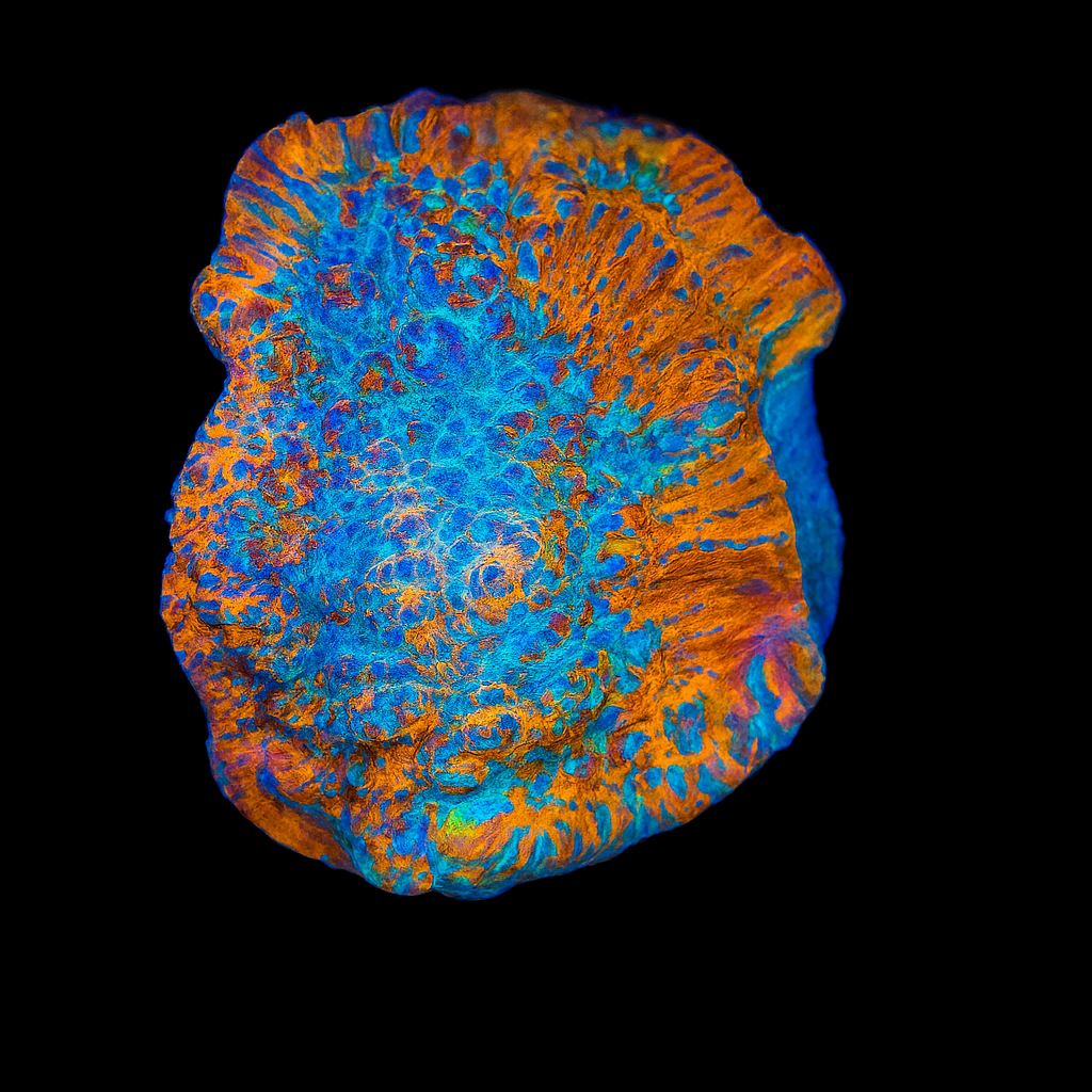FIRE AND ICE CHALICE 1
