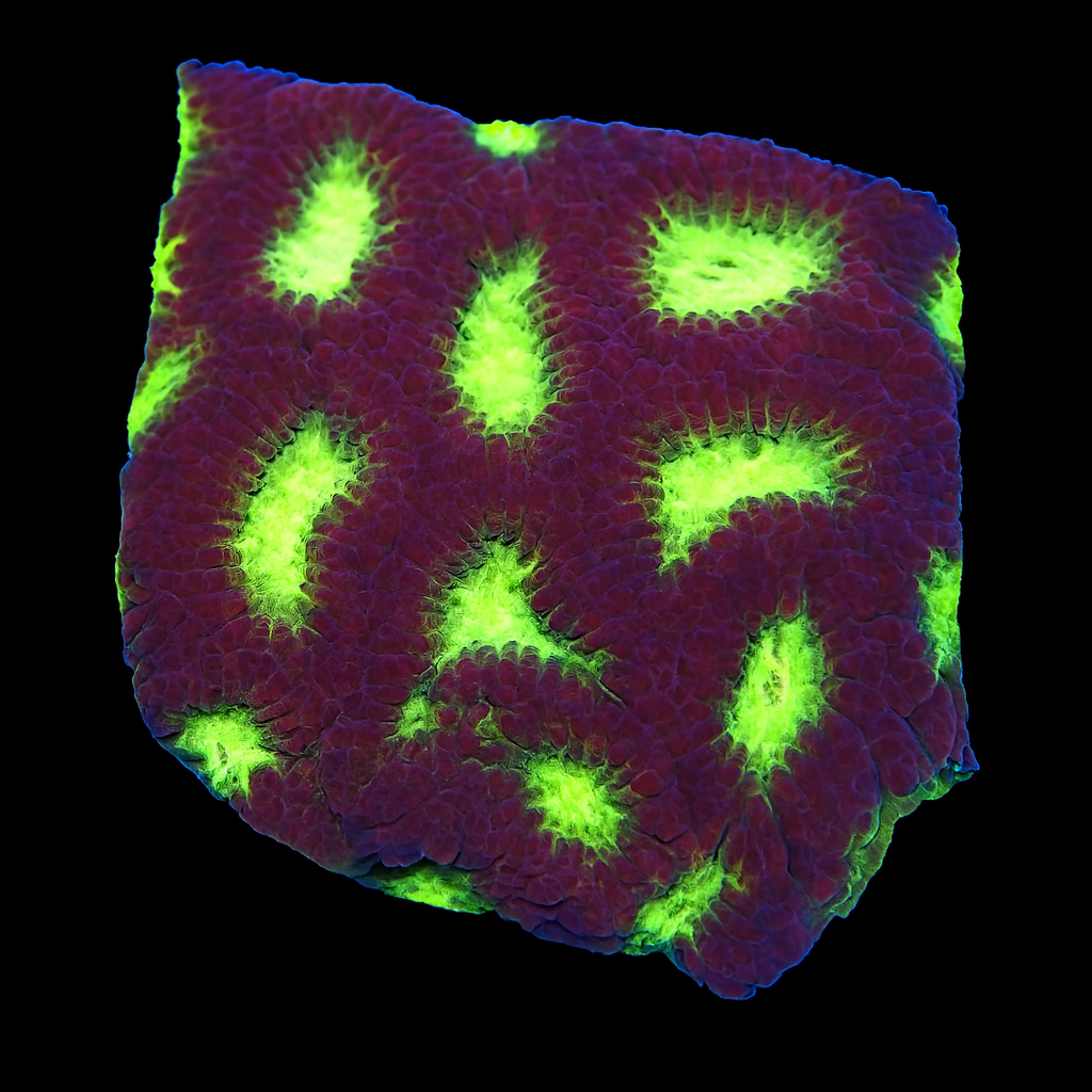 PRISM FAVIA