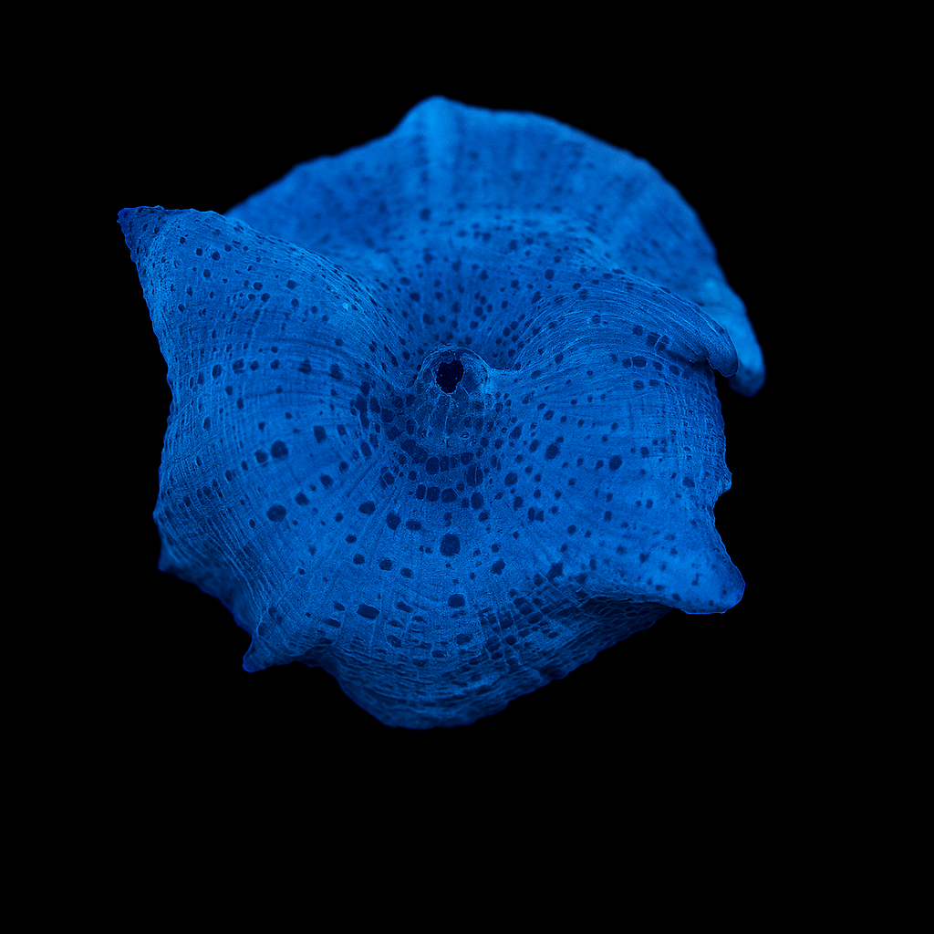 BLUE DISCOSOMA MUSHROOM