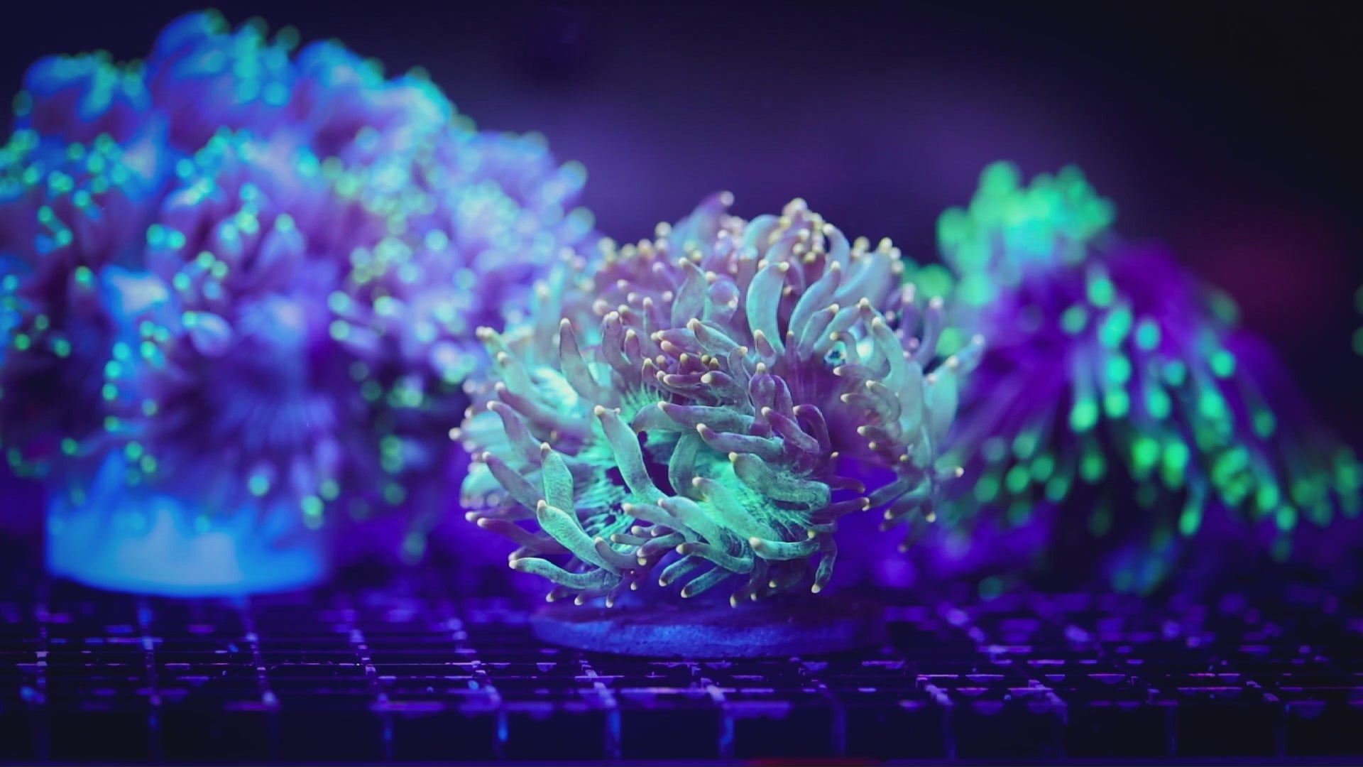 INDO YELLOW TIP ELEGANCE