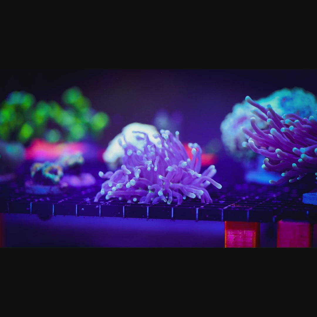 ULTRA AUSSIE HELIOFUNGIA 2