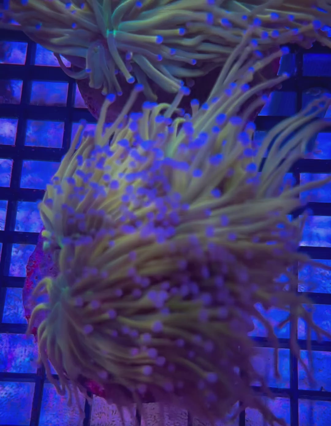 HOLY GRAIL TORCH 2H 2