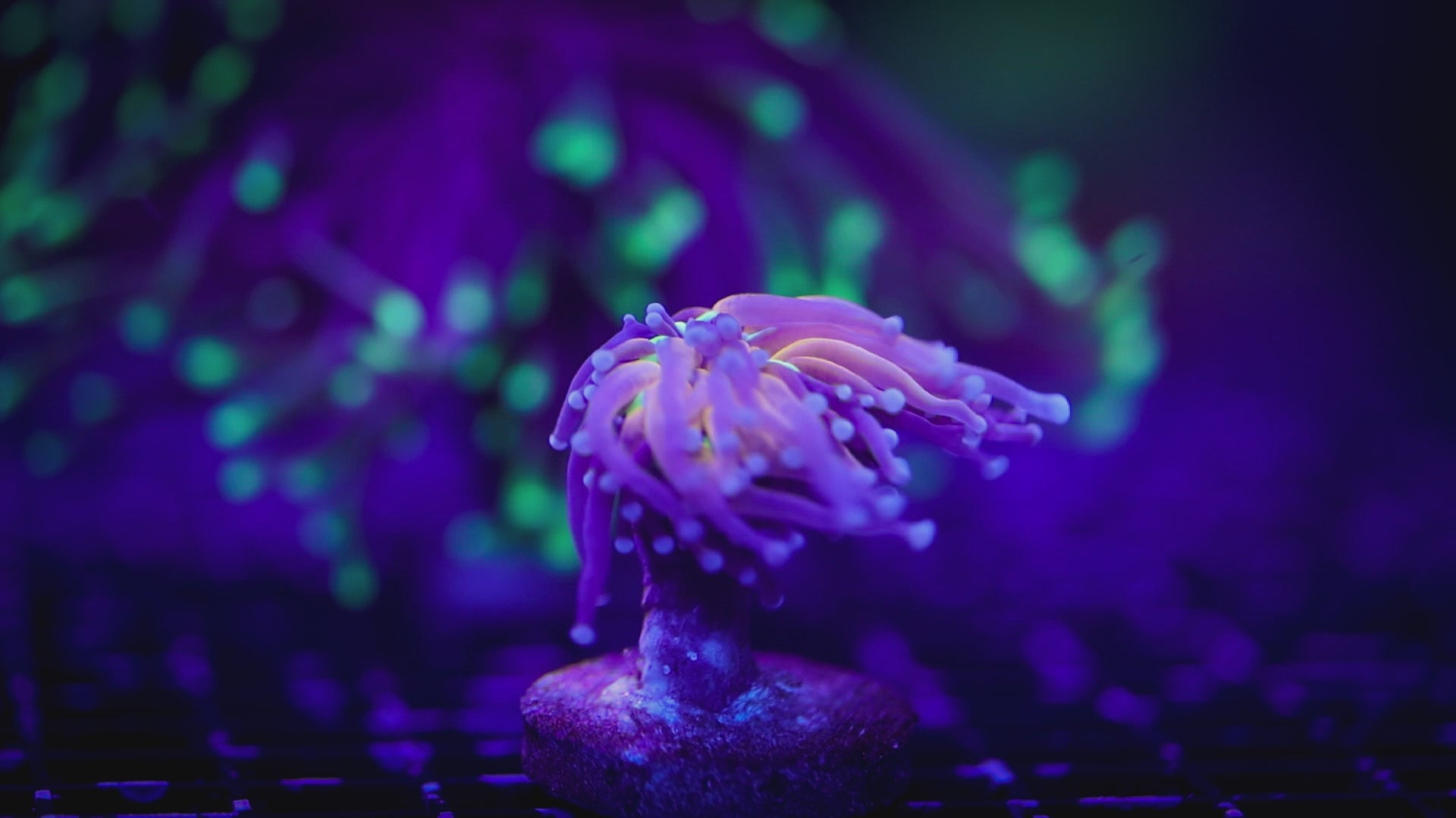 TIGER KNICKS TORCH 1H 2