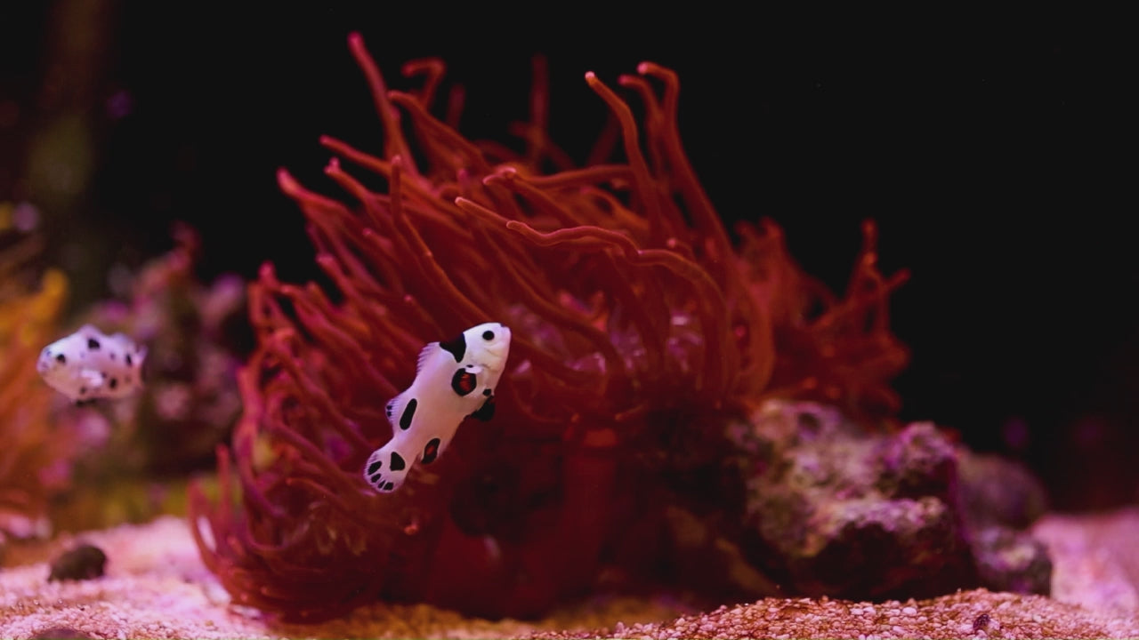 BLACK WIDOW ANENOME 2
