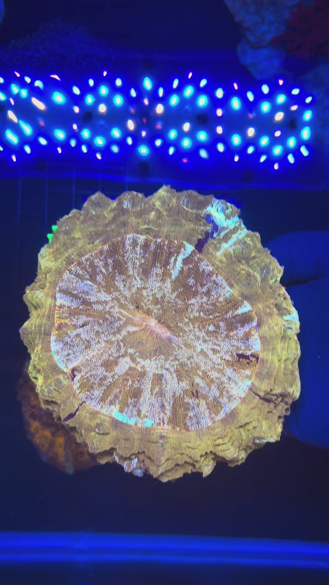 GOLD TIGER ACANTHO XXL 2