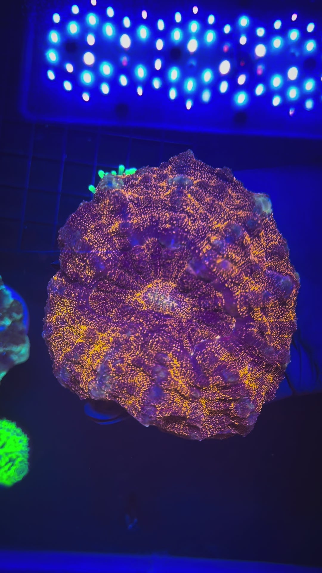 INTERSTELLAR GLITTER ACANTHO