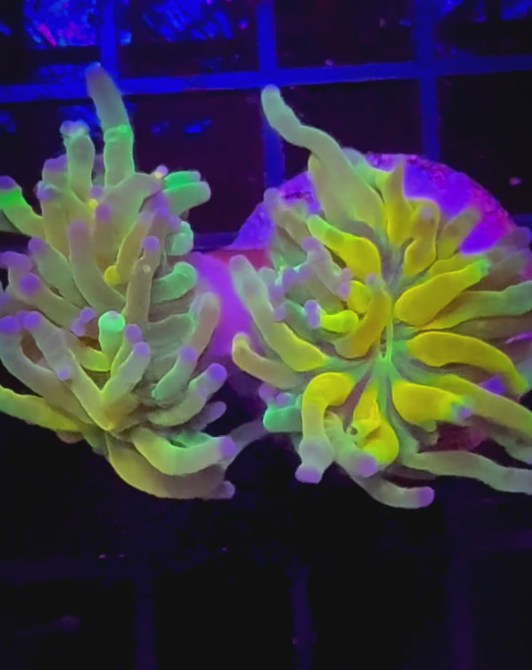 ULTRA HOT BANANA TIGER TORCH