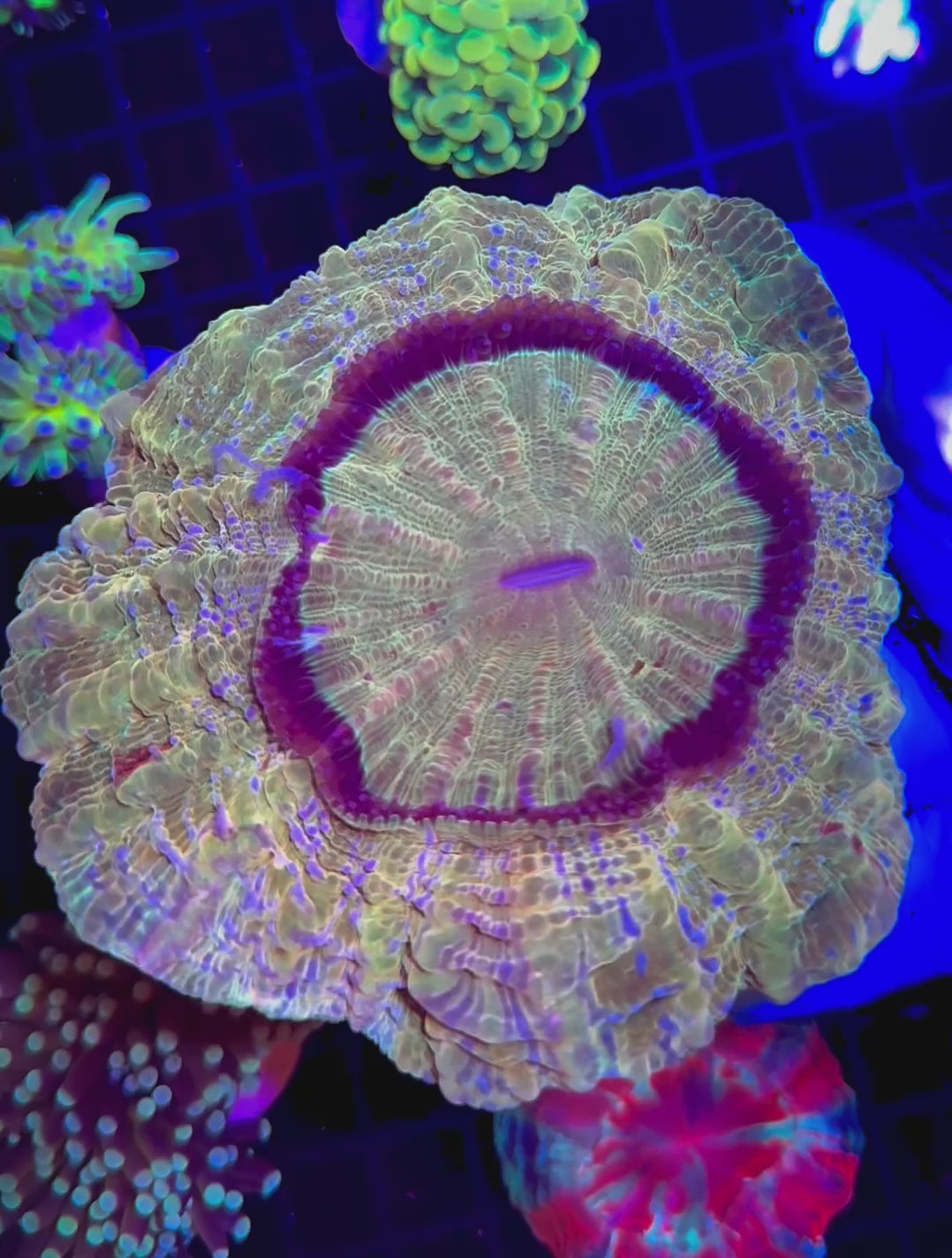 GOLDEN TIGER ACANTHO 2