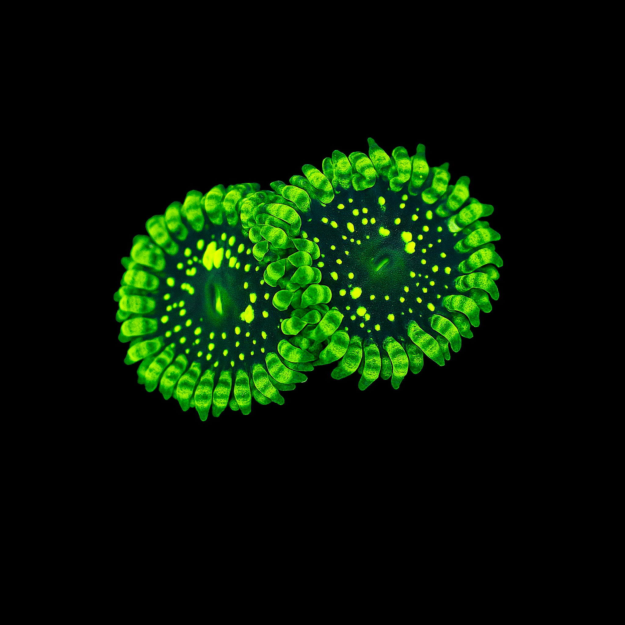 EXOSPHERE ZOANTHID